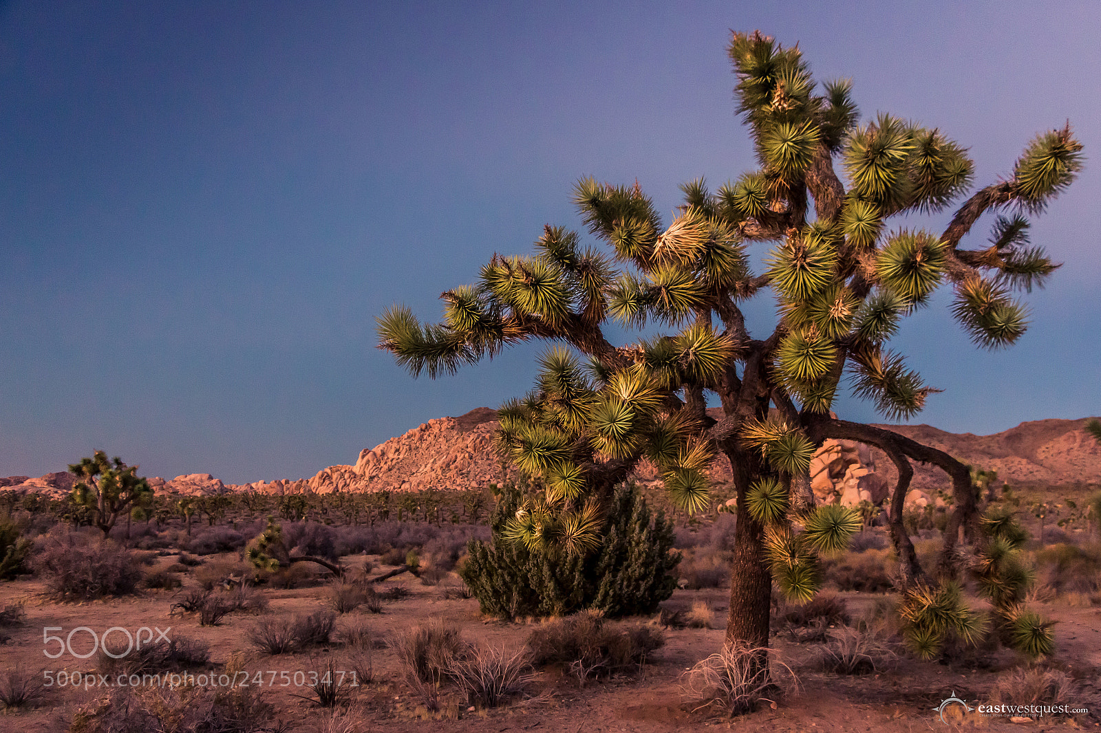 Canon EOS 700D (EOS Rebel T5i / EOS Kiss X7i) sample photo. Mighty joshua tree photography