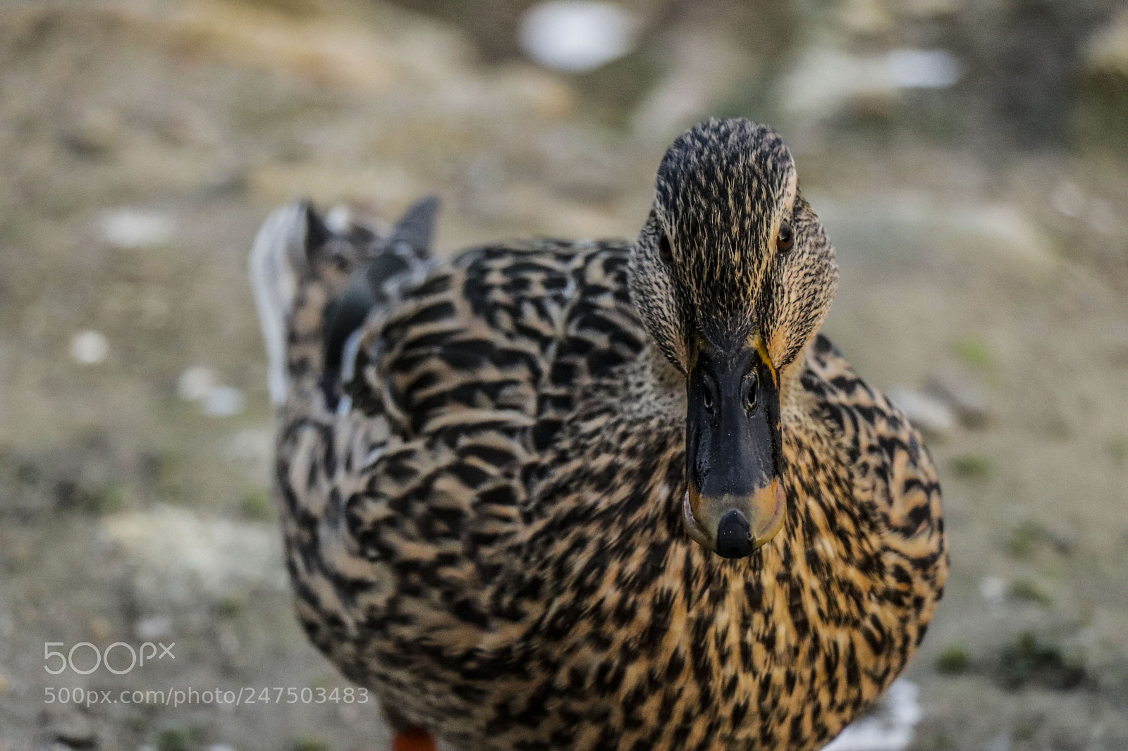 Canon EOS 77D (EOS 9000D / EOS 770D) sample photo. Duck life photography