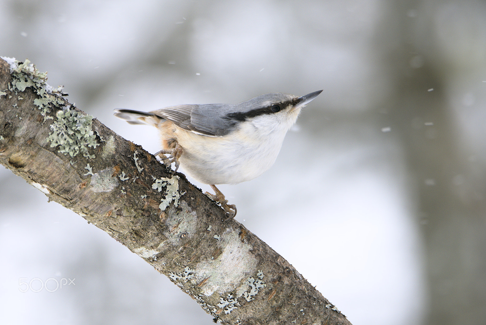 Nikon D810 sample photo. Defying weather photography