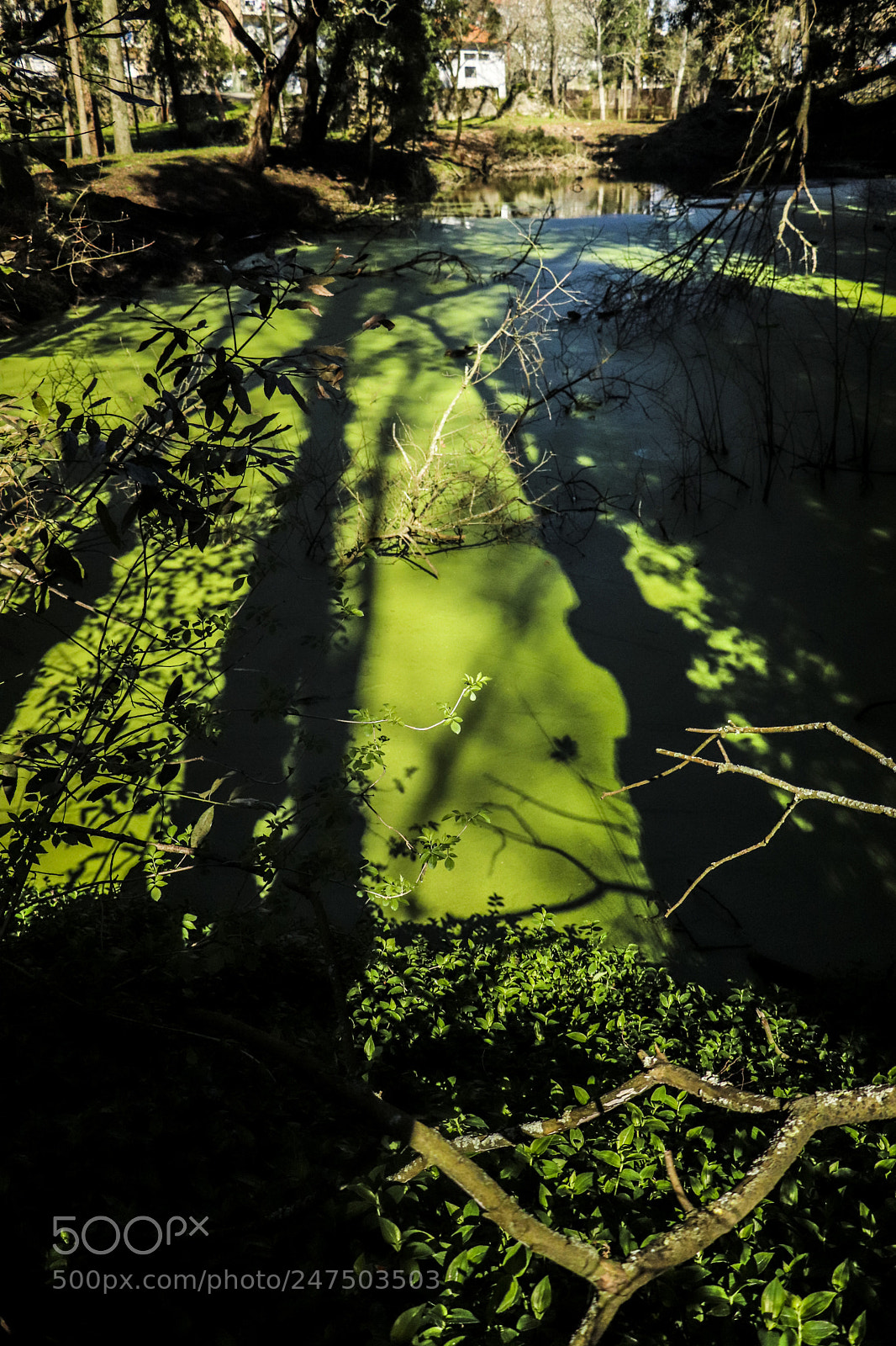 Canon EOS 77D (EOS 9000D / EOS 770D) sample photo. Swamp visions photography