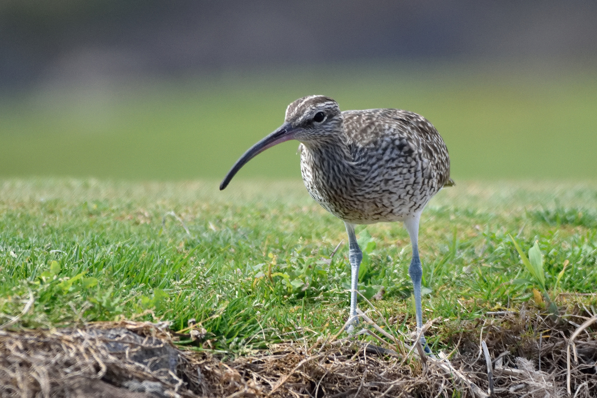 Sigma 150-500mm F5-6.3 DG OS HSM sample photo. Whimbrel photography