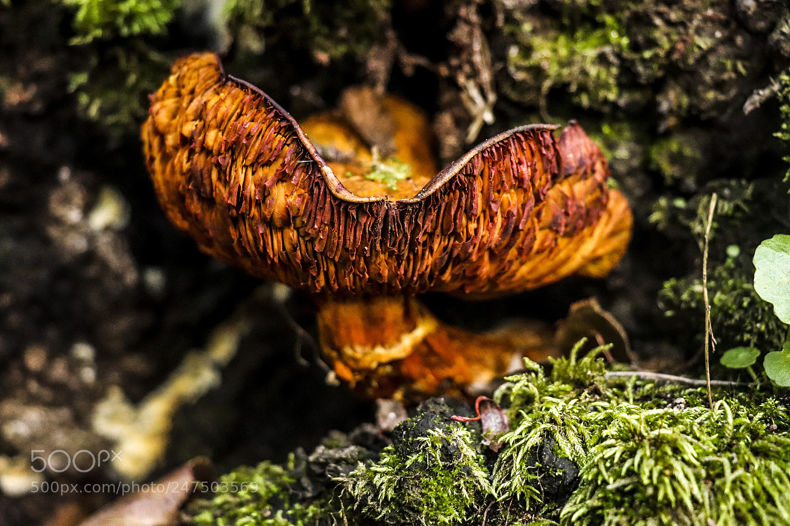 Canon EOS 77D (EOS 9000D / EOS 770D) sample photo. Giant mushroom photography