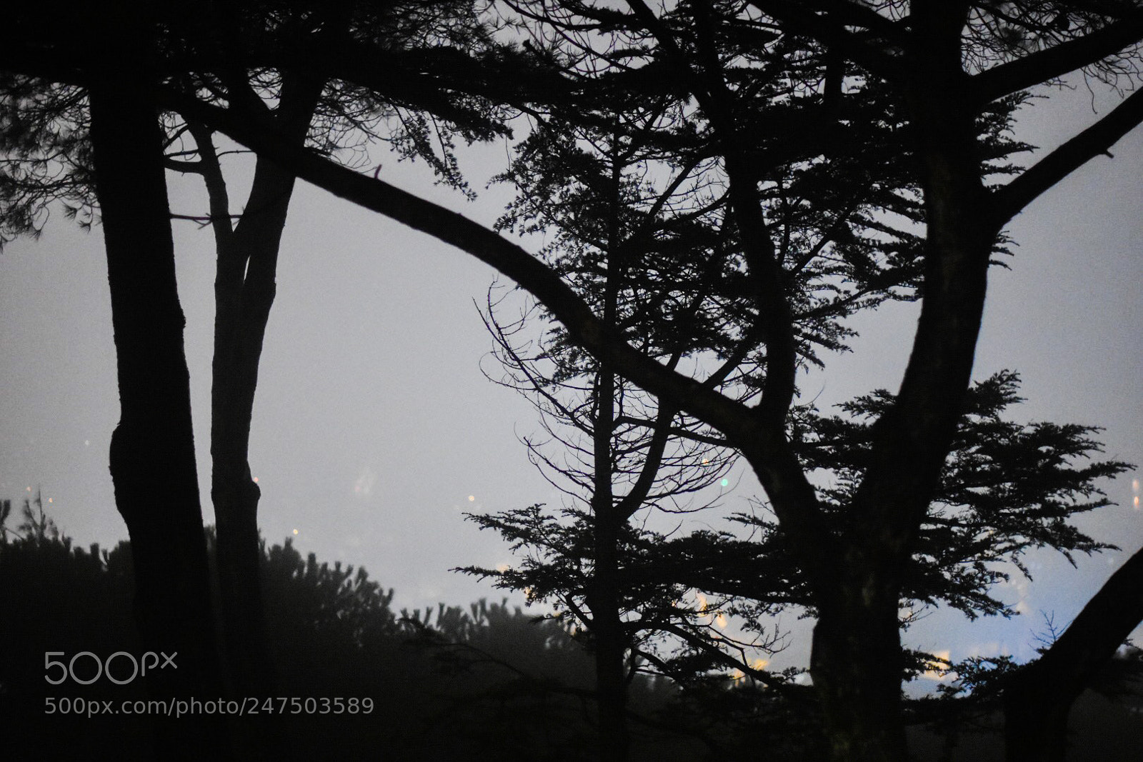 Nikon D7200 sample photo. Untitled photography