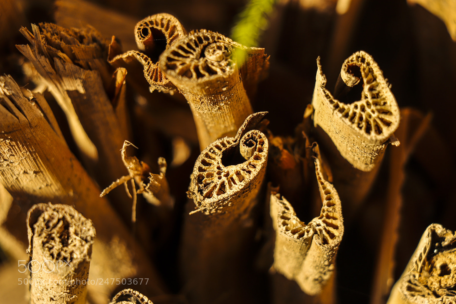 Canon EOS 77D (EOS 9000D / EOS 770D) sample photo. Cinnamon island photography
