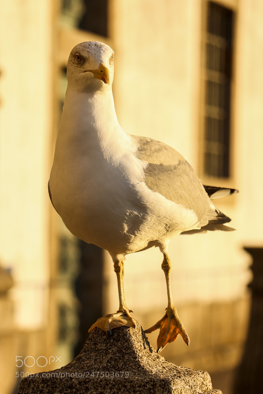 Canon EOS 77D (EOS 9000D / EOS 770D) sample photo. Seagull pose photography