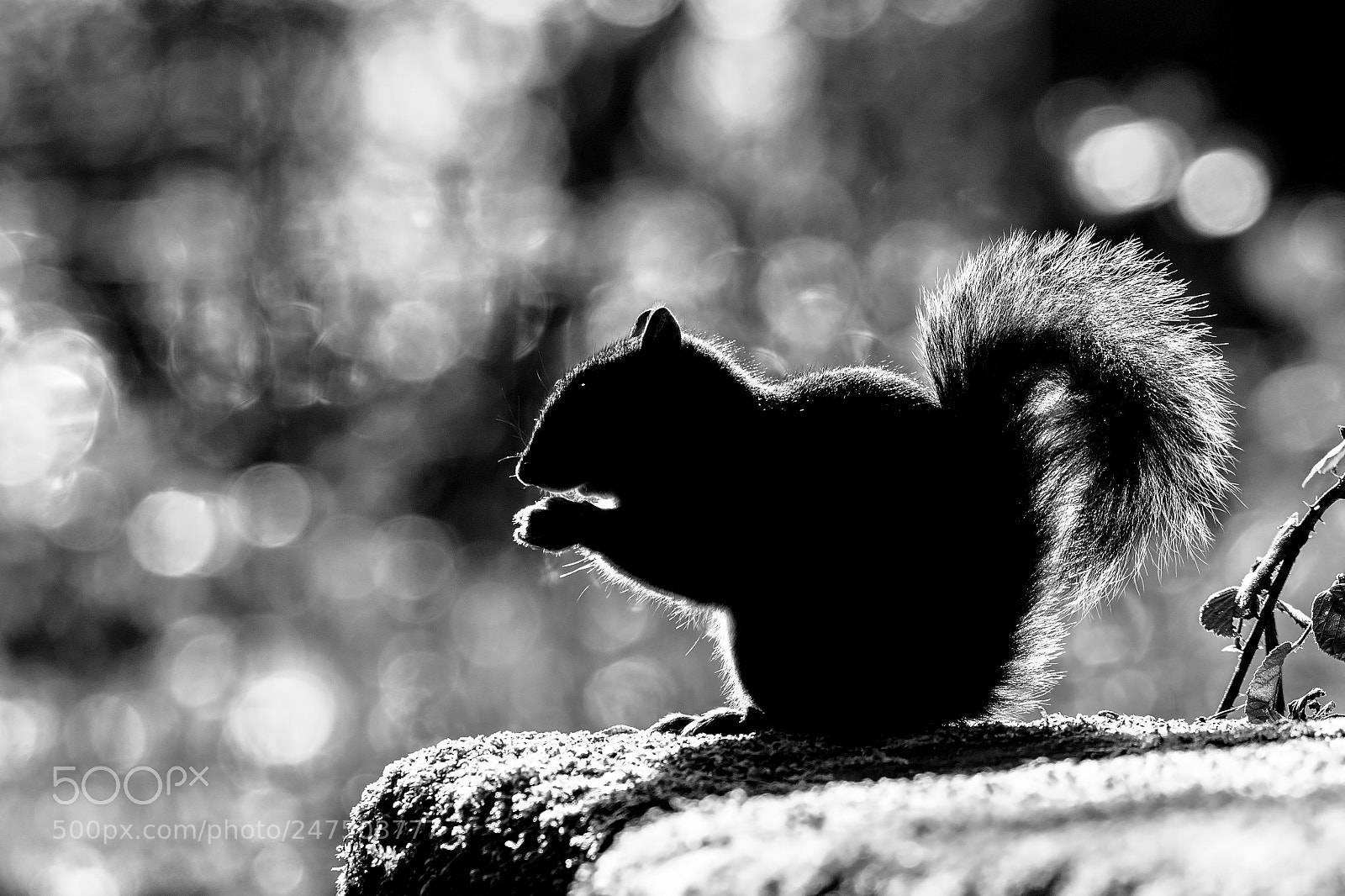 Canon EOS 7D Mark II sample photo. Light & shade.jpg photography