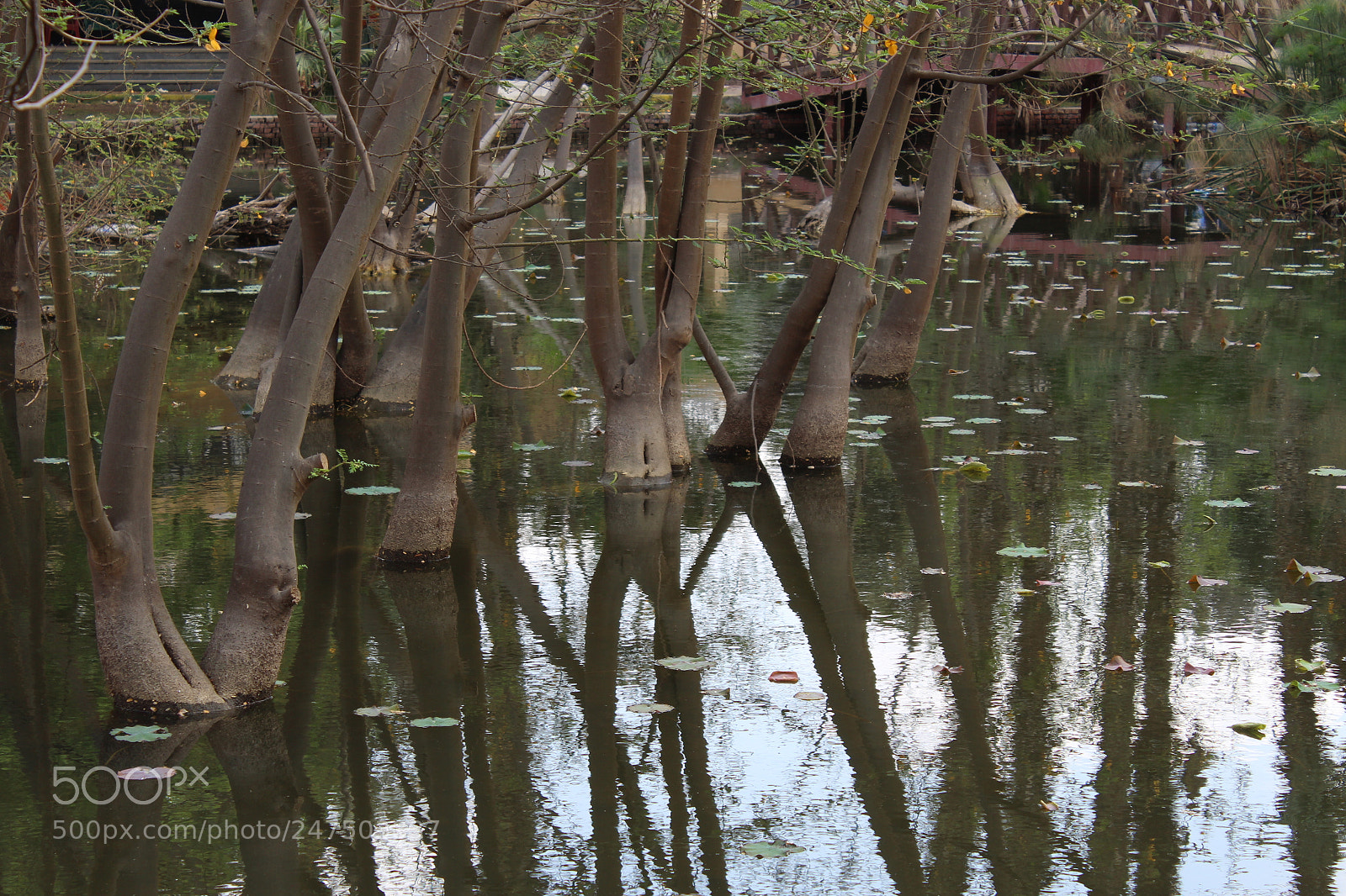 Canon EOS 700D (EOS Rebel T5i / EOS Kiss X7i) sample photo. Orman garden life photography
