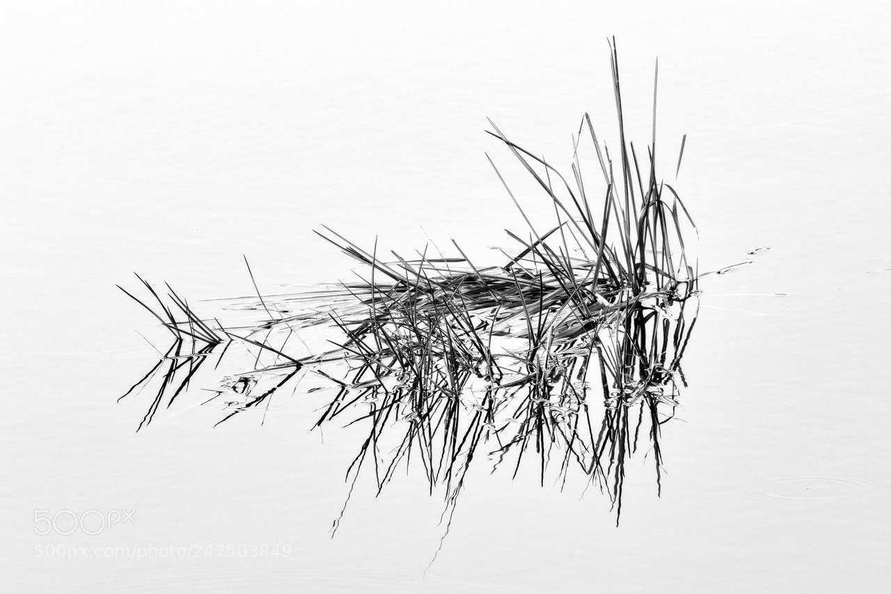 Canon EOS 7D sample photo. ...fishbone... photography