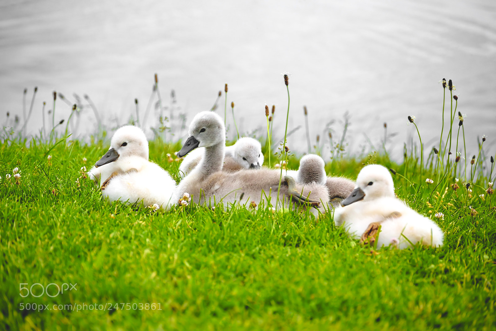 Nikon D3100 sample photo. Swans offspring on lake photography