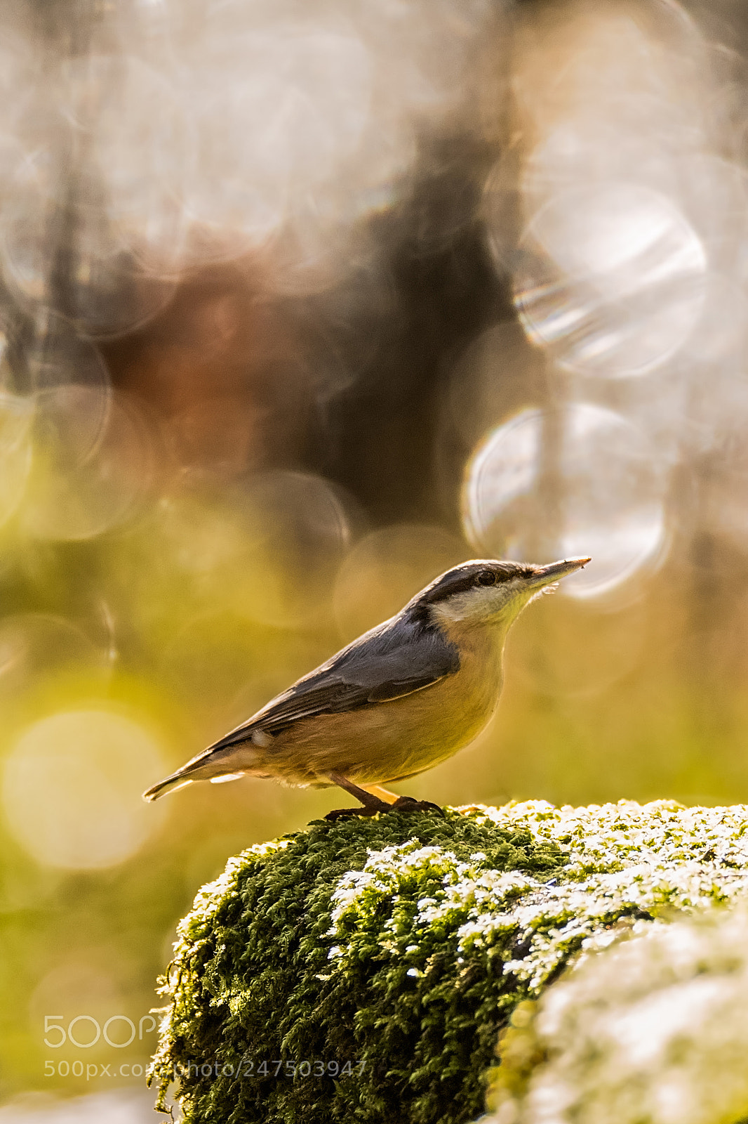 Canon EOS 7D Mark II sample photo. Nutty lights.jpg photography