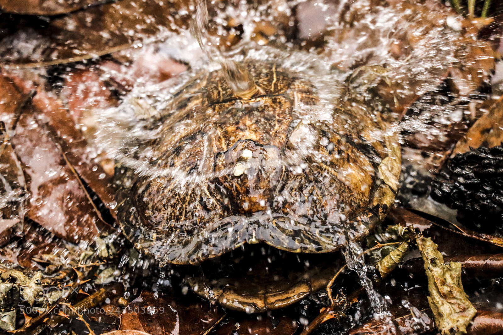 Canon EOS 77D (EOS 9000D / EOS 770D) sample photo. Turtle shell splash photography