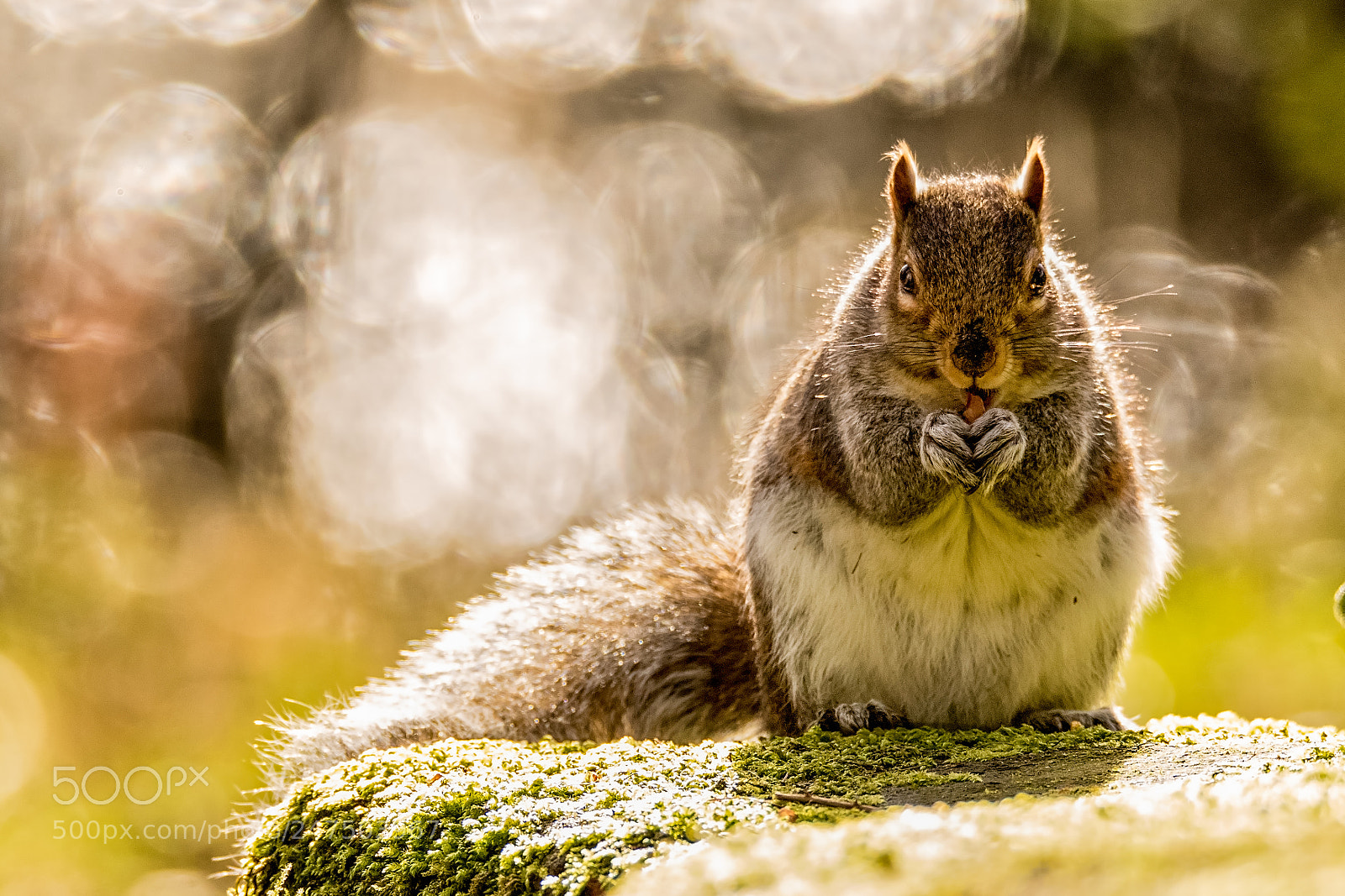 Canon EOS 7D Mark II sample photo. Eyes front.jpg photography