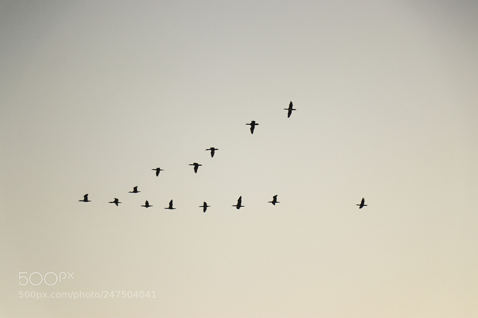 Canon EOS 77D (EOS 9000D / EOS 770D) sample photo. Coordinated flight photography