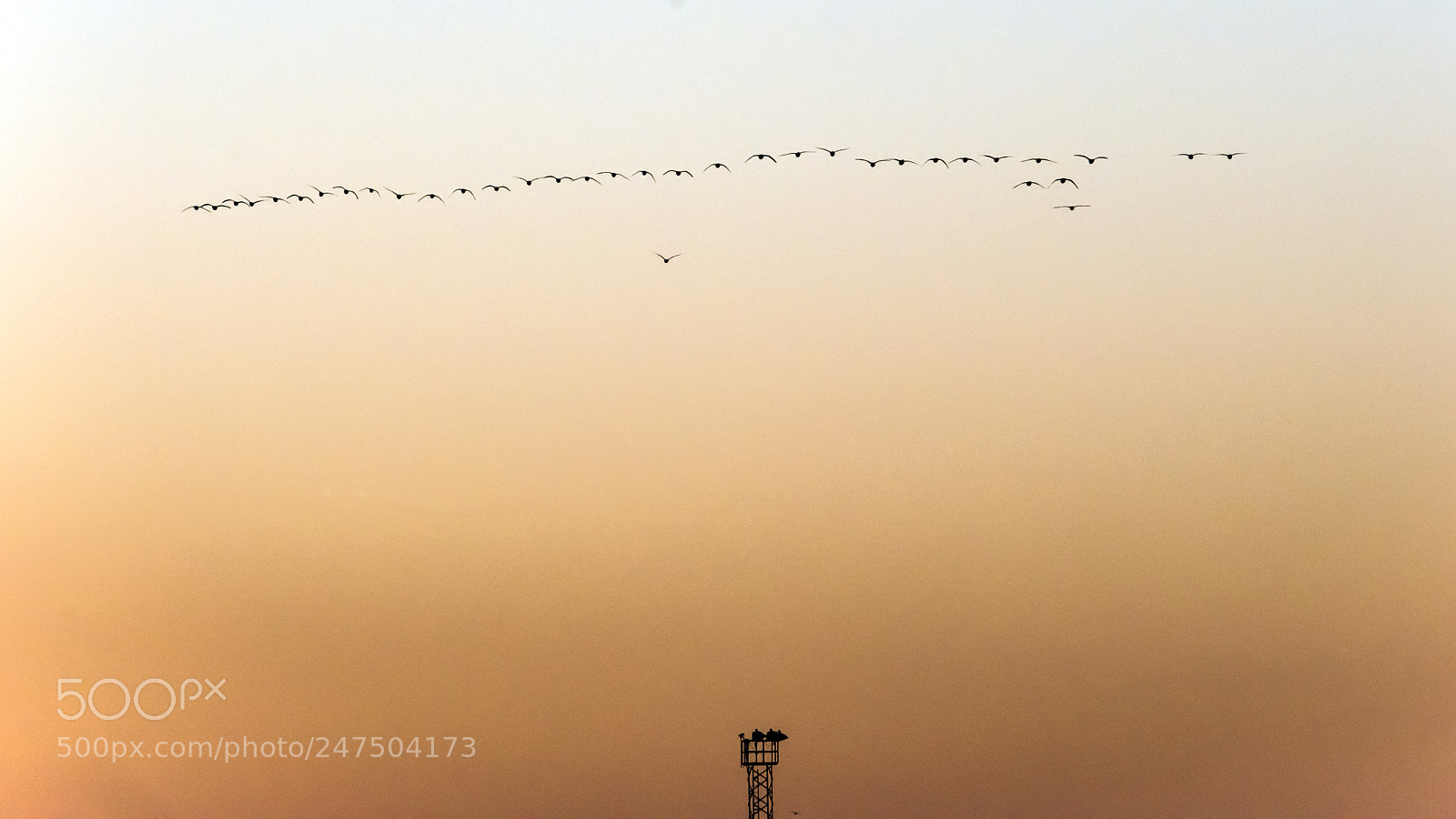 Nikon D810 sample photo. Here come the birds photography