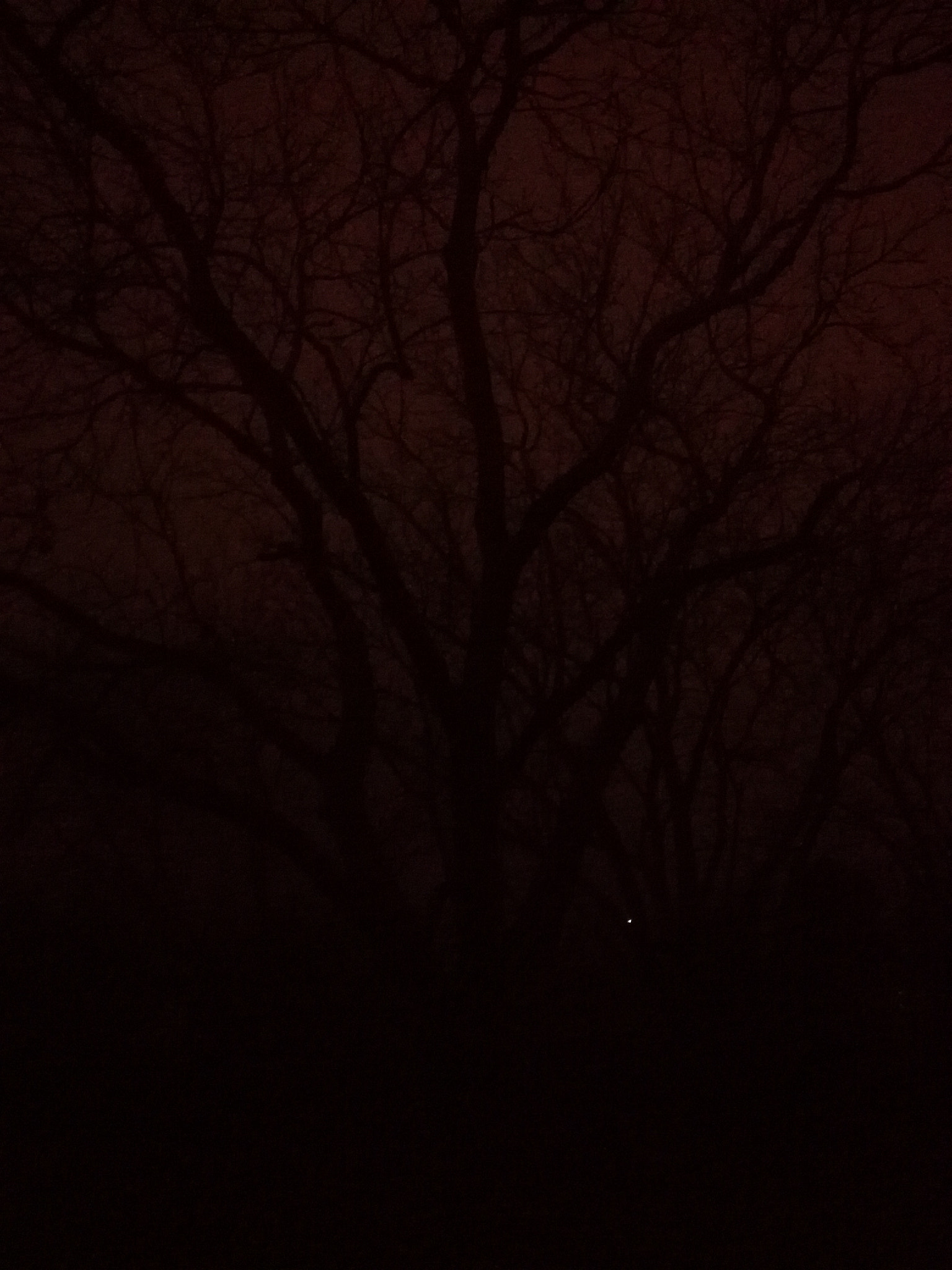 HUAWEI GT3 sample photo. Old tree, blood, fear photography