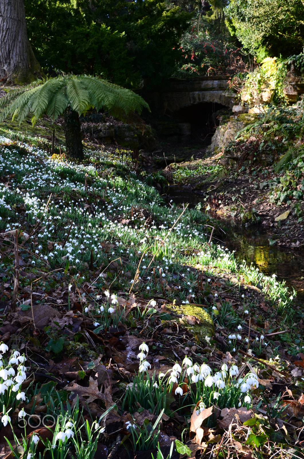 Nikon D7000 + Sigma 18-50mm F2.8 EX DC Macro sample photo. Snowdrops in dappled light. photography