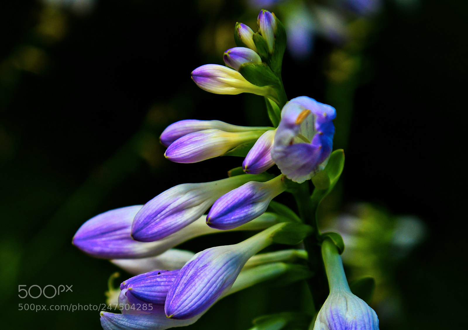 Nikon D500 sample photo. Shallow photography
