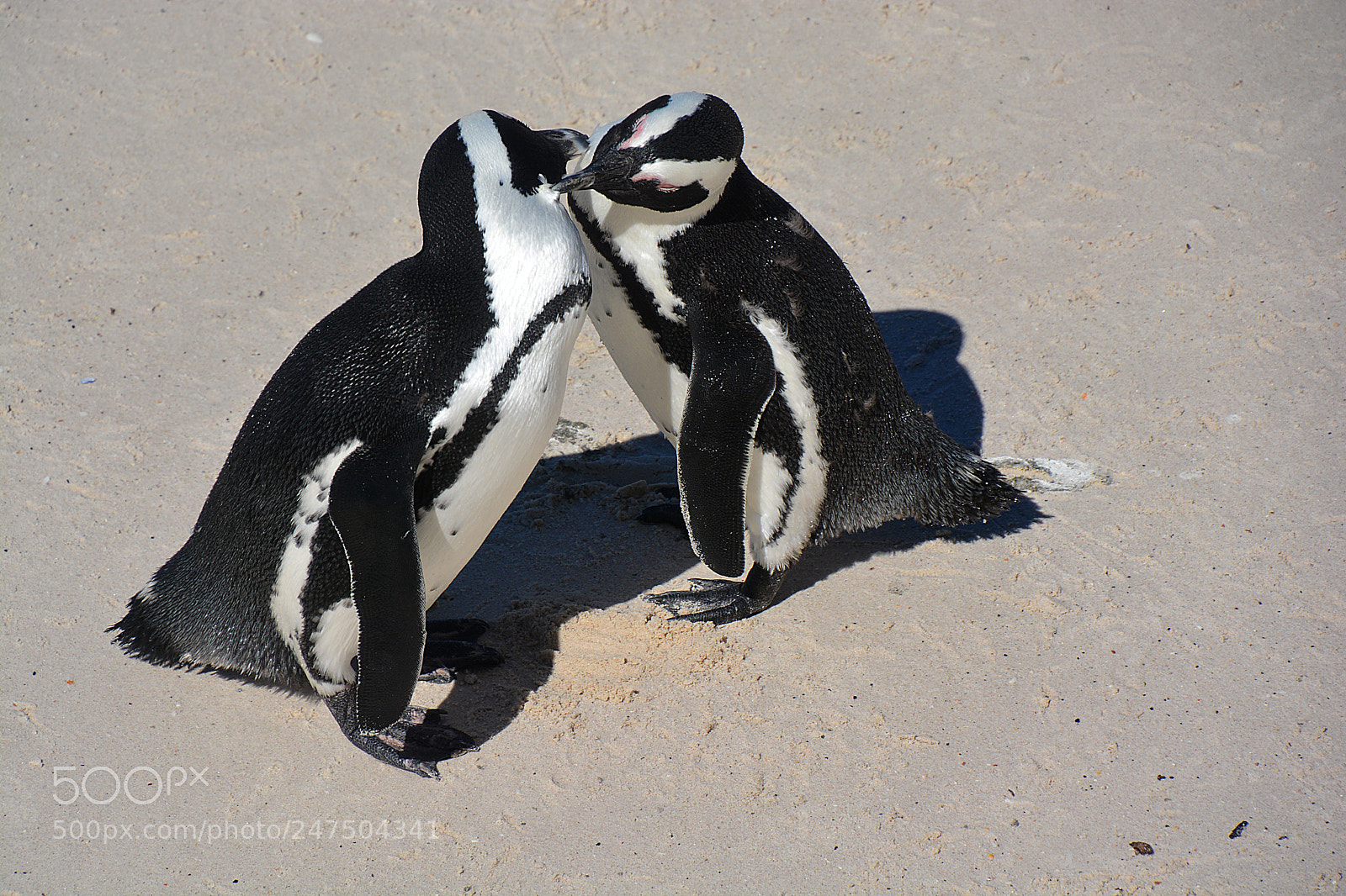 Nikon D7100 sample photo. Pinguins lovers south africa photography