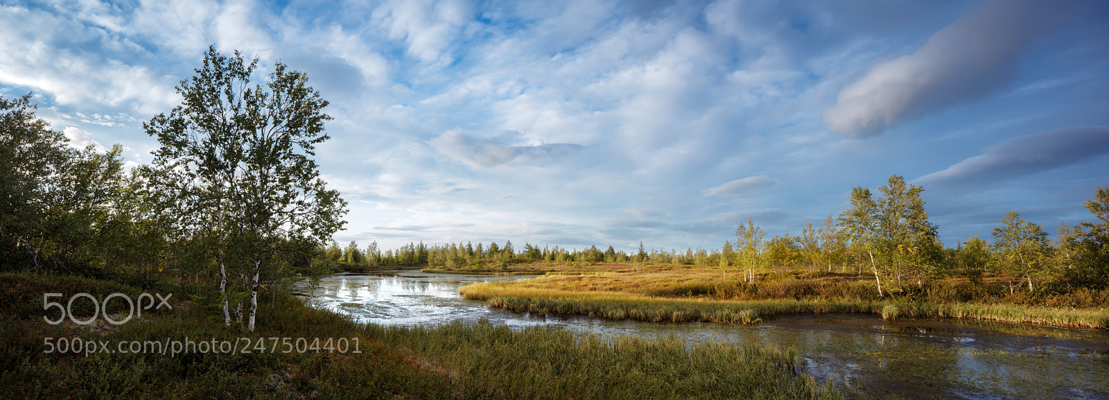 Canon EOS 5DS R sample photo. Northern forest photography