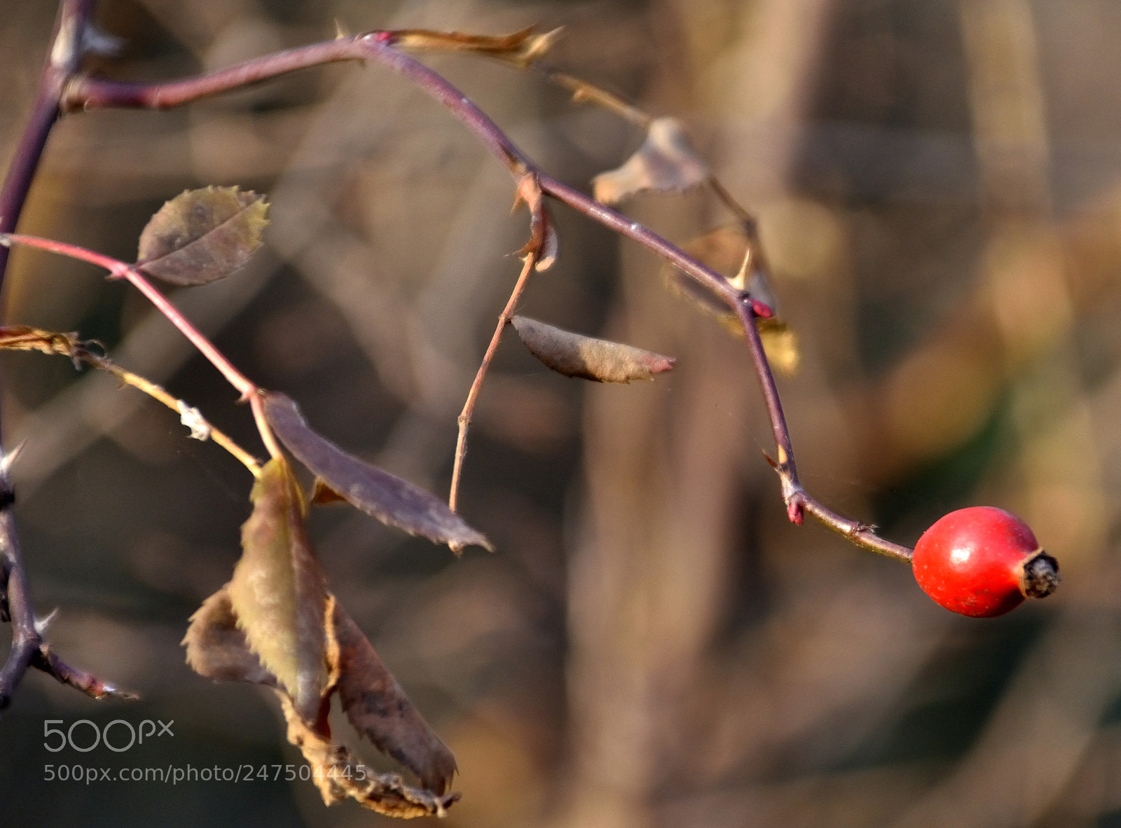 Nikon D3400 sample photo. Red never die photography
