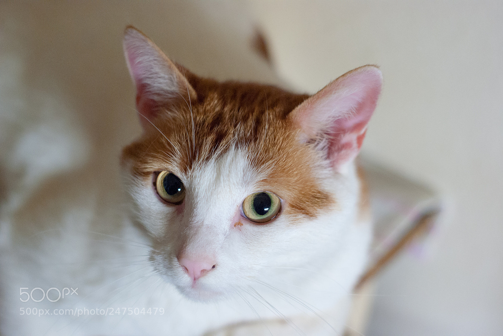 Sony Alpha DSLR-A230 sample photo. The cat photography