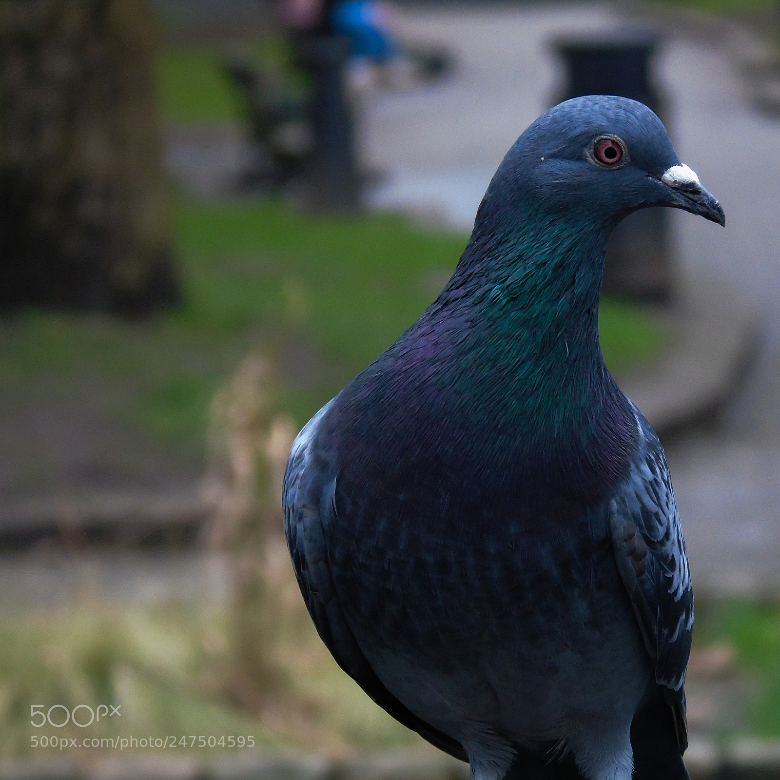 Sony Cyber-shot DSC-H400 sample photo. Pidgen turning right photography