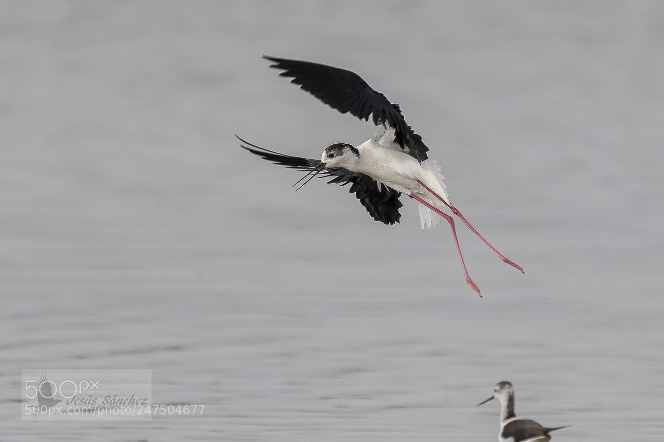 Canon EOS 7D Mark II sample photo. Cig e uela com photography