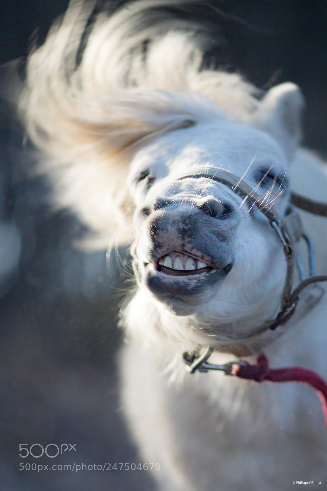Canon EOS 6D Mark II sample photo. White poney photography
