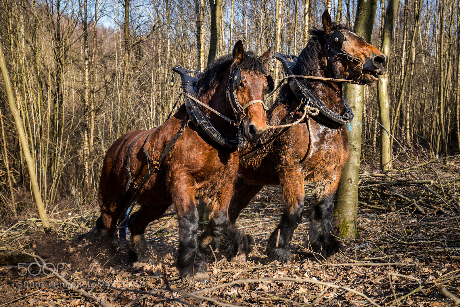 Canon EOS 6D Mark II sample photo. Draft horses photography