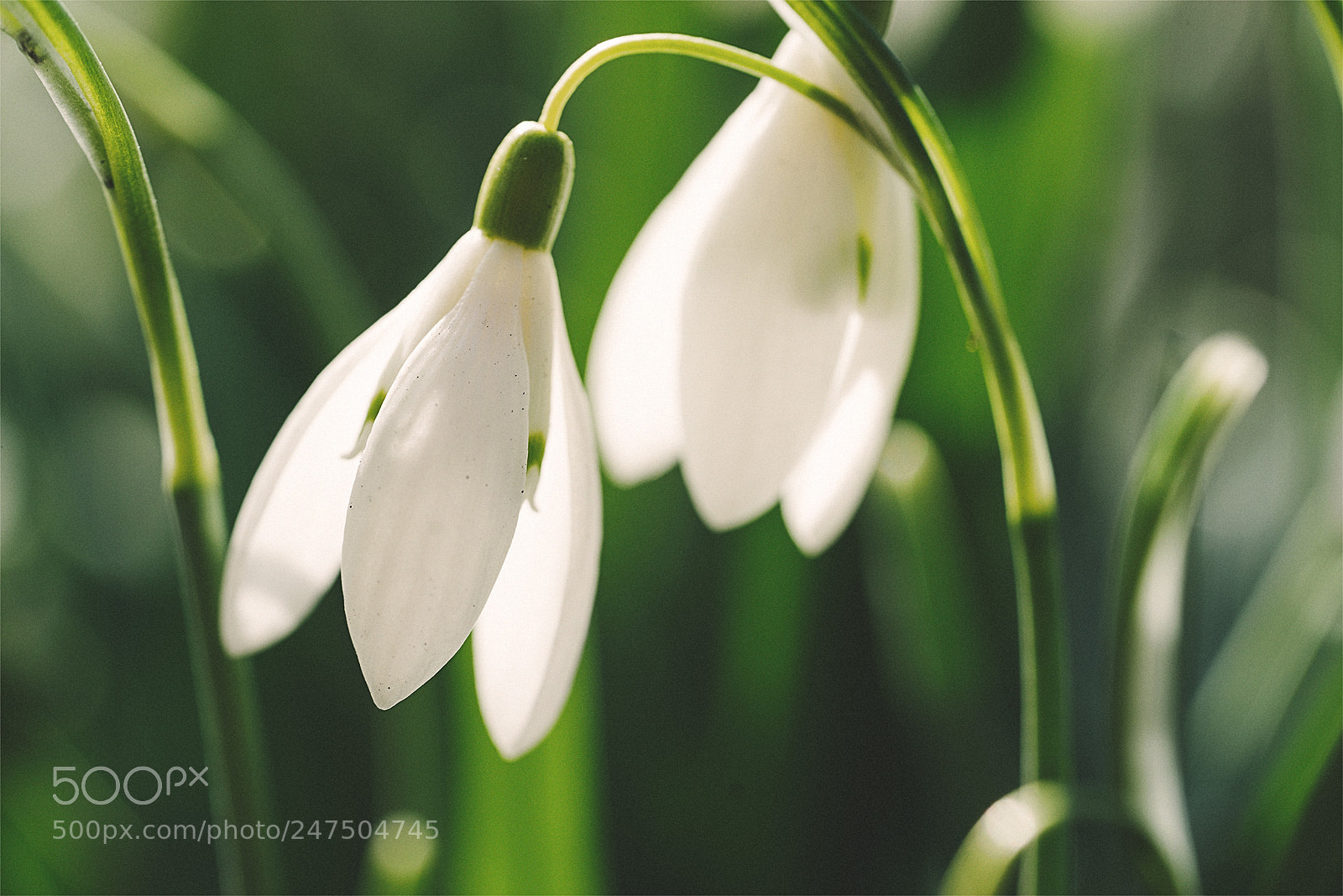 Sony a7R sample photo. 2 snowdrops photography