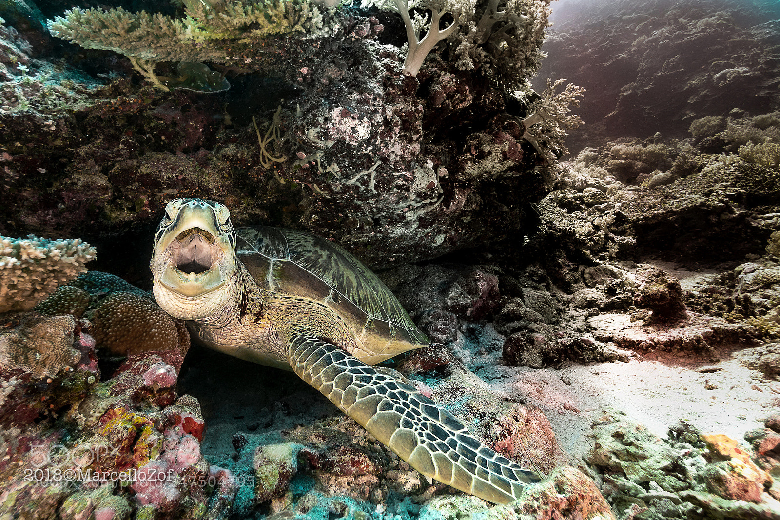 Panasonic Lumix DMC-GX8 sample photo. Turtle yawning photography