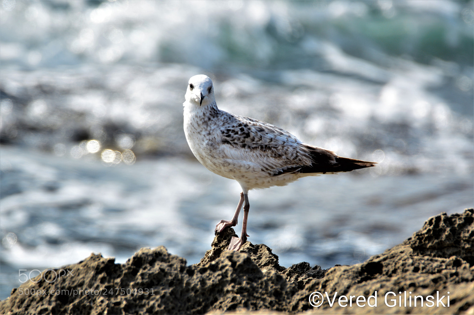Nikon D3200 sample photo. Larus marinus photography