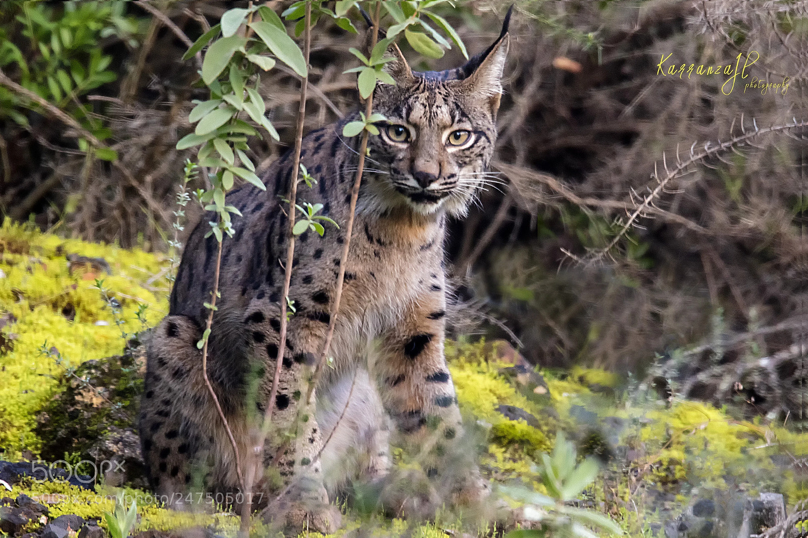 Canon EOS 7D Mark II sample photo. Iberian lynx photography