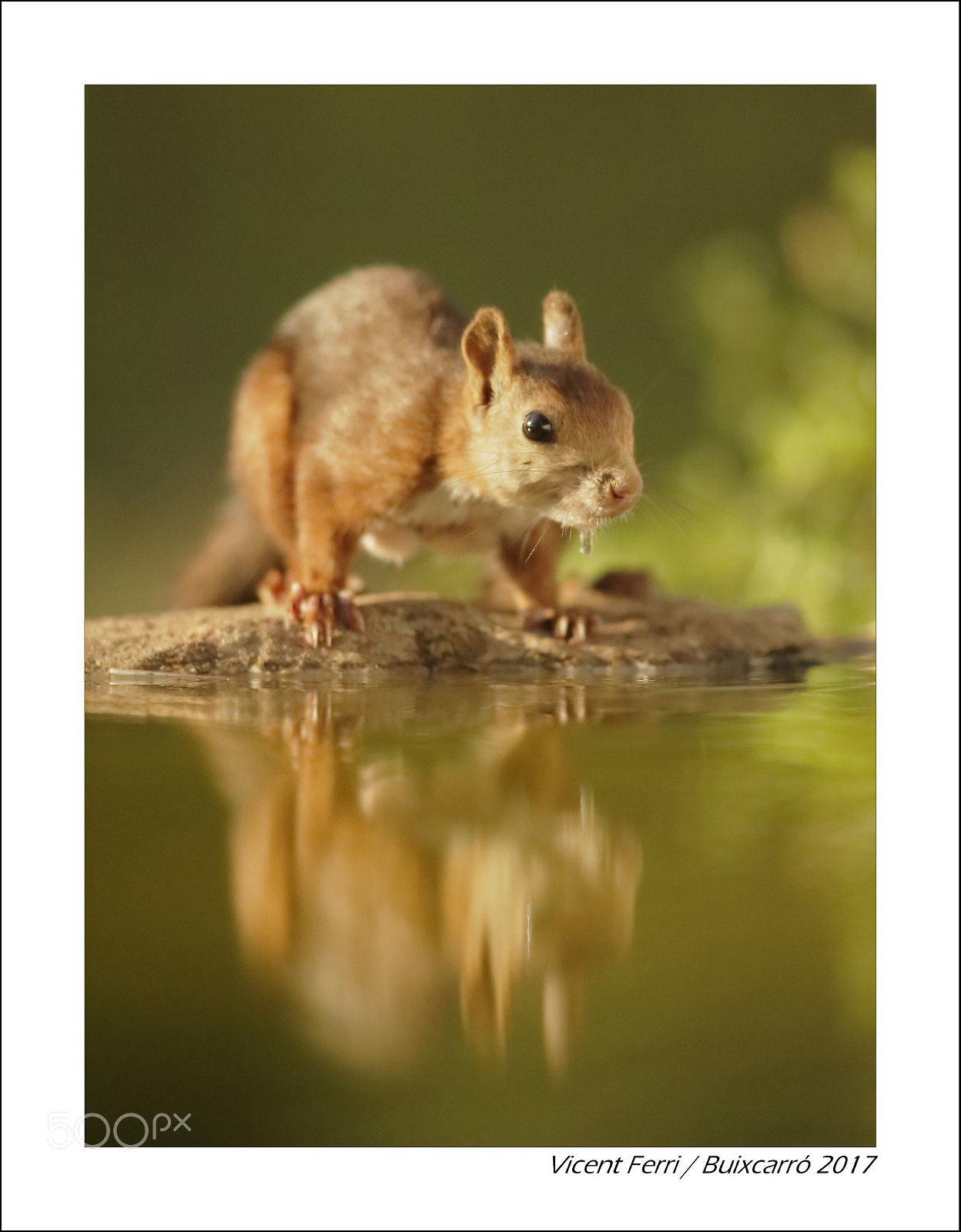 Canon EOS-1D X + Canon EF 400mm f/2.8L sample photo. Sciurus photography