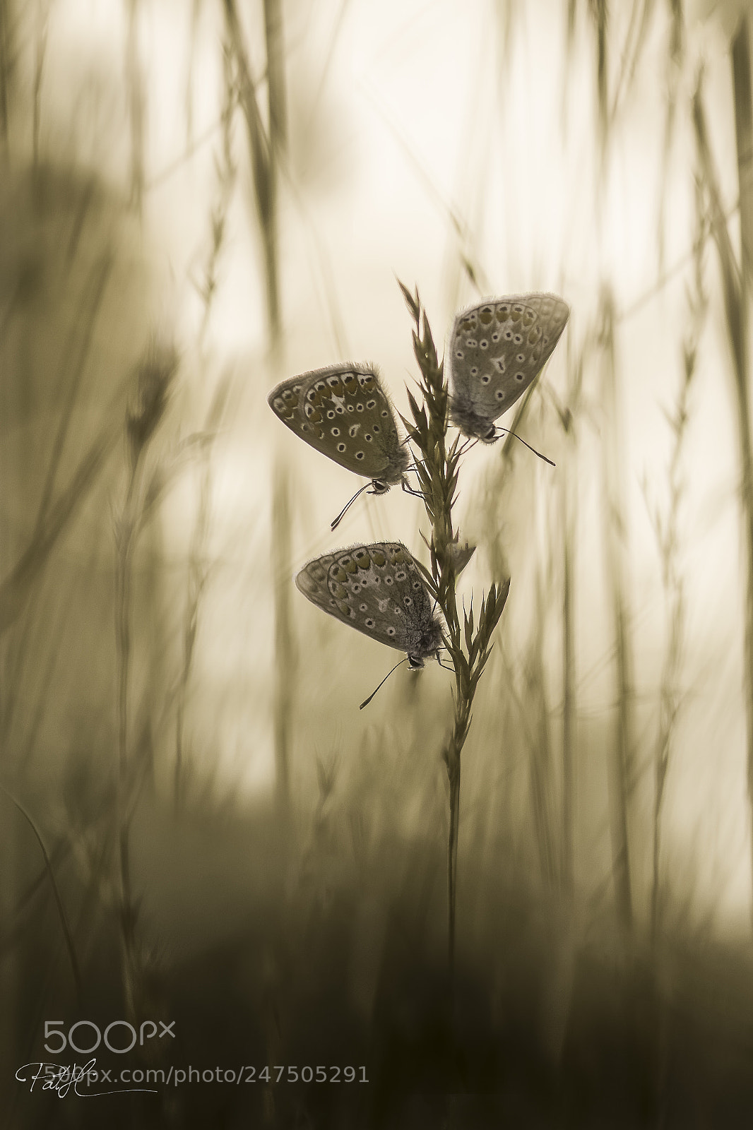 Nikon D7100 sample photo. Modifier photography