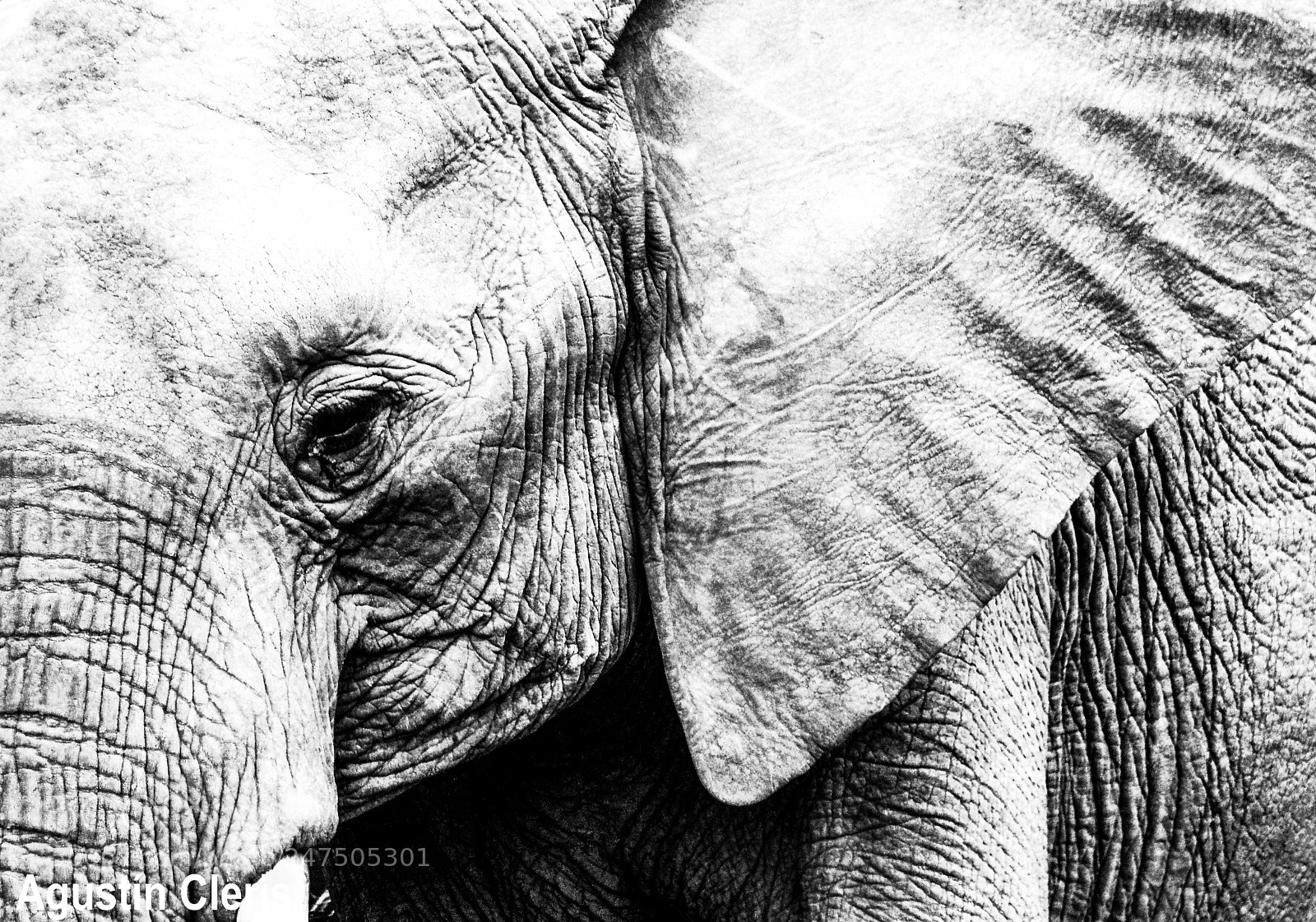 Canon EOS 600D (Rebel EOS T3i / EOS Kiss X5) sample photo. Piel de elefante photography