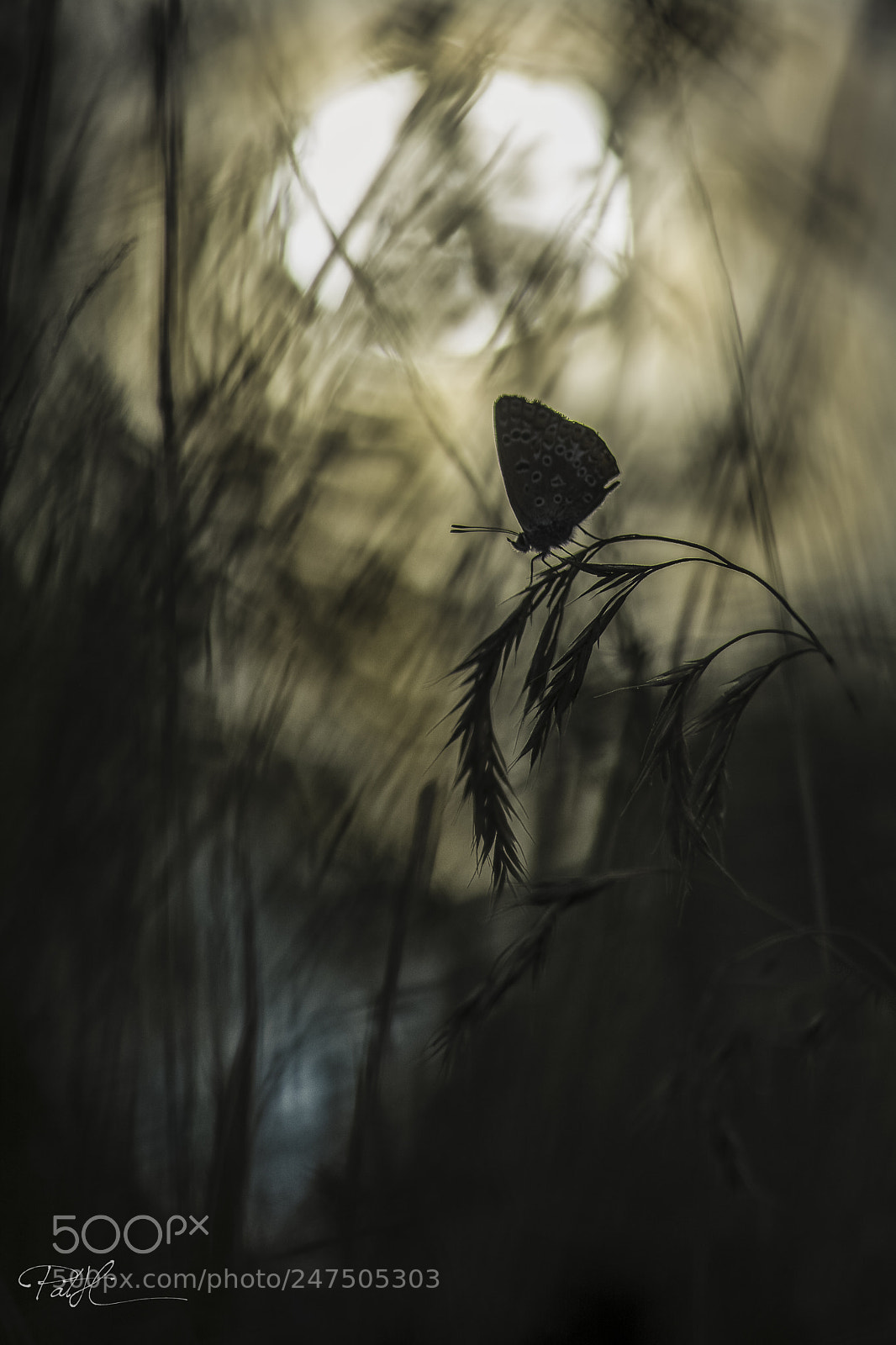 Nikon D7100 sample photo. Modifier photography