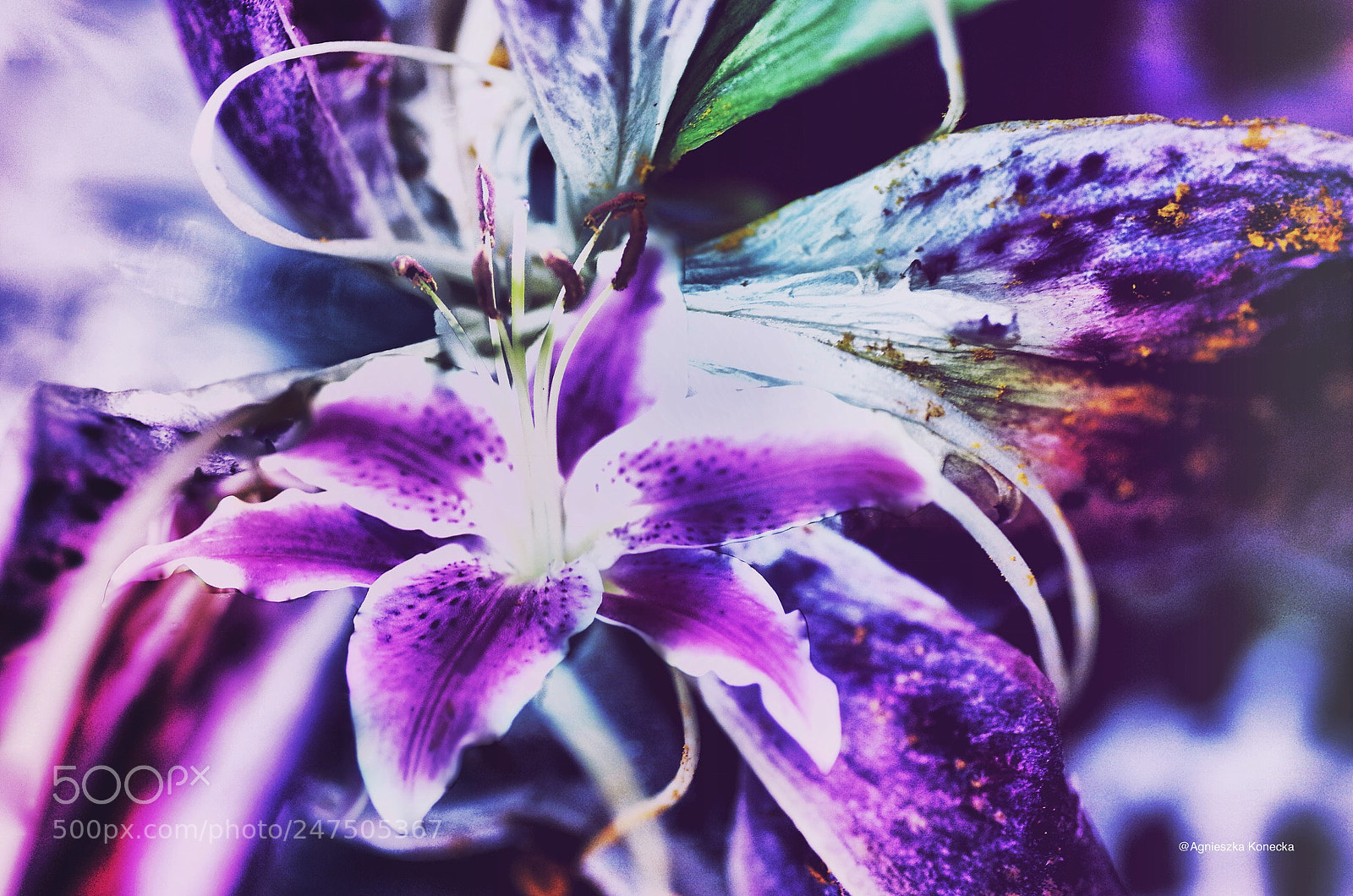 Pentax K-50 sample photo. Violet photography