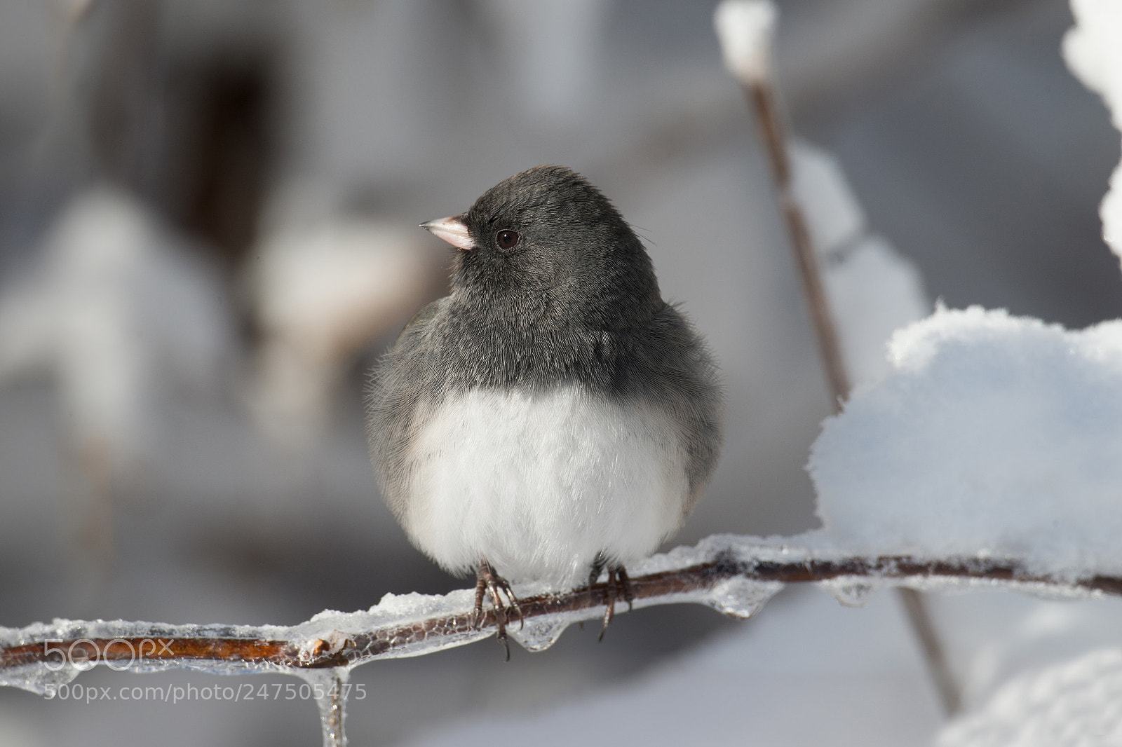 Nikon D4 sample photo. Junco ardoisé / dark-eye junco photography