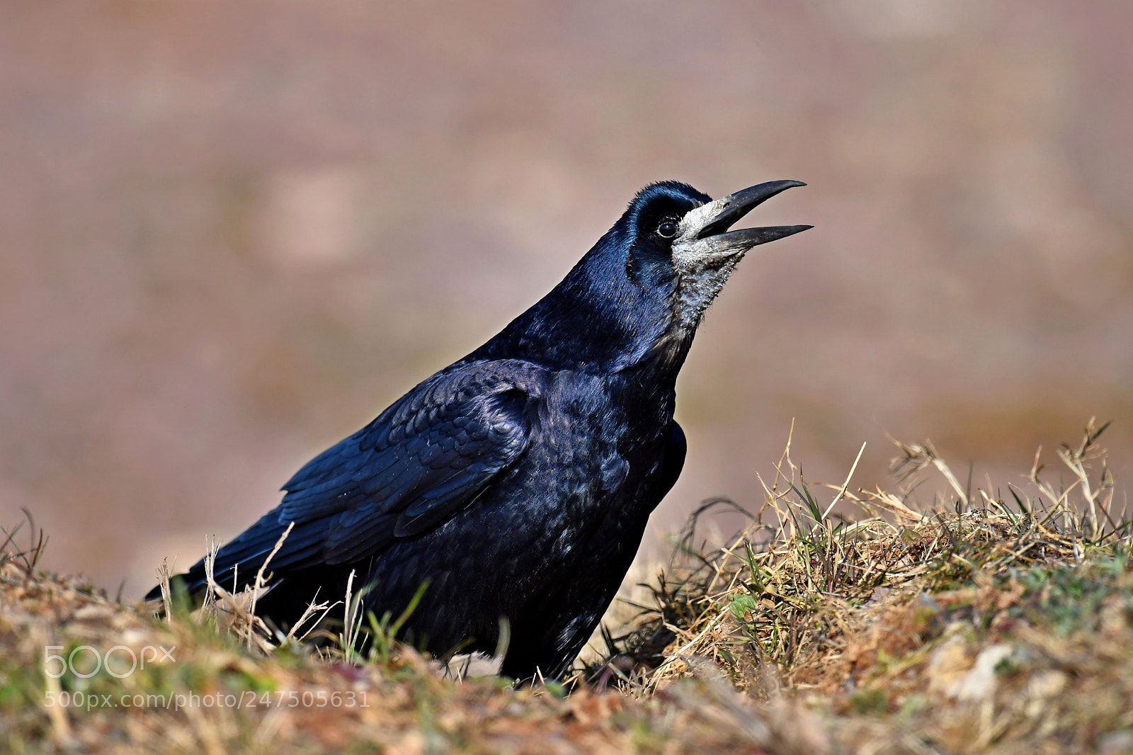 Nikon D500 sample photo. Rook - saatkrähe photography