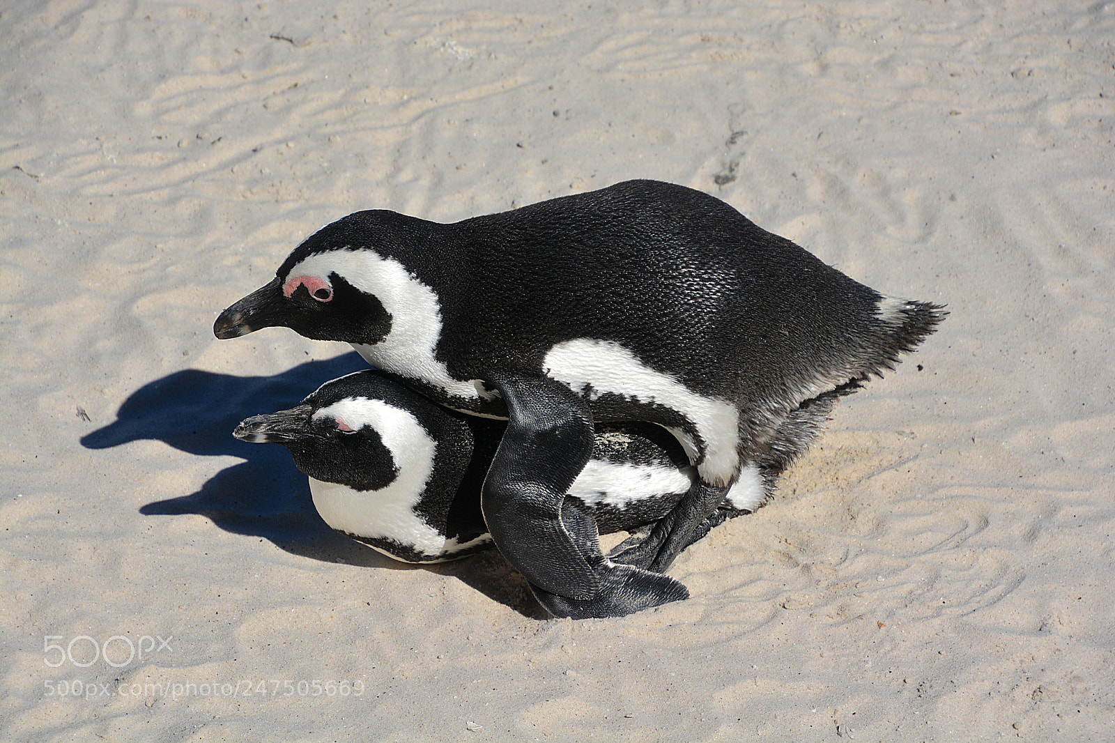 Nikon D7100 sample photo. Pinguins south africa photography