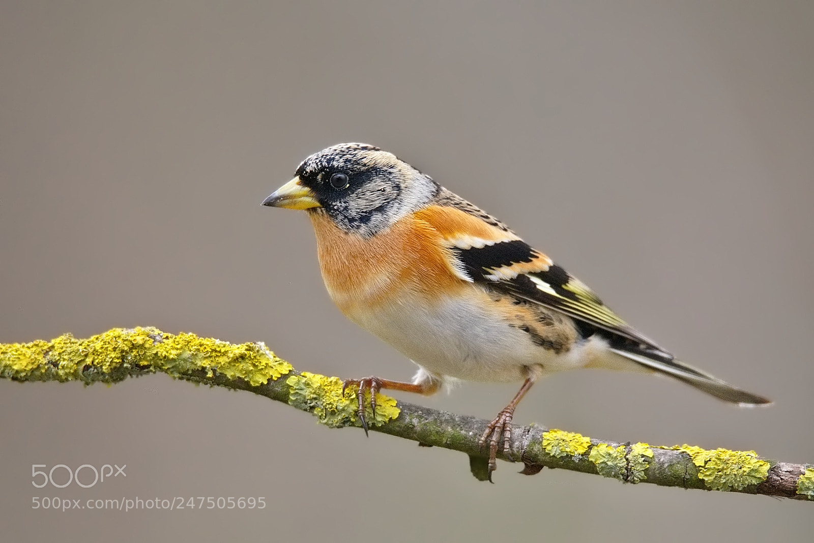 Nikon D7200 sample photo. Brambling(male) photography