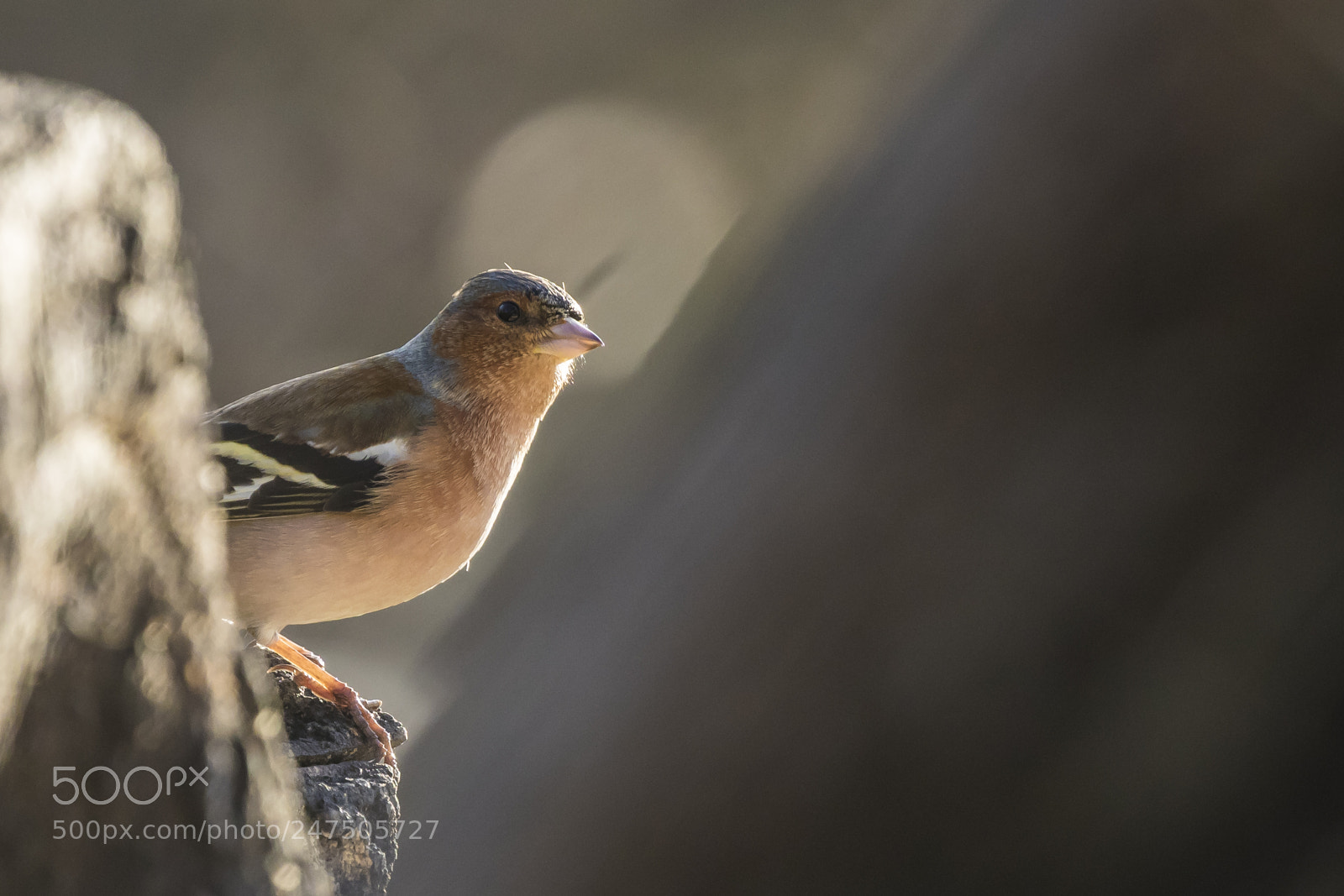 Canon EOS 7D Mark II sample photo. Hiding photography