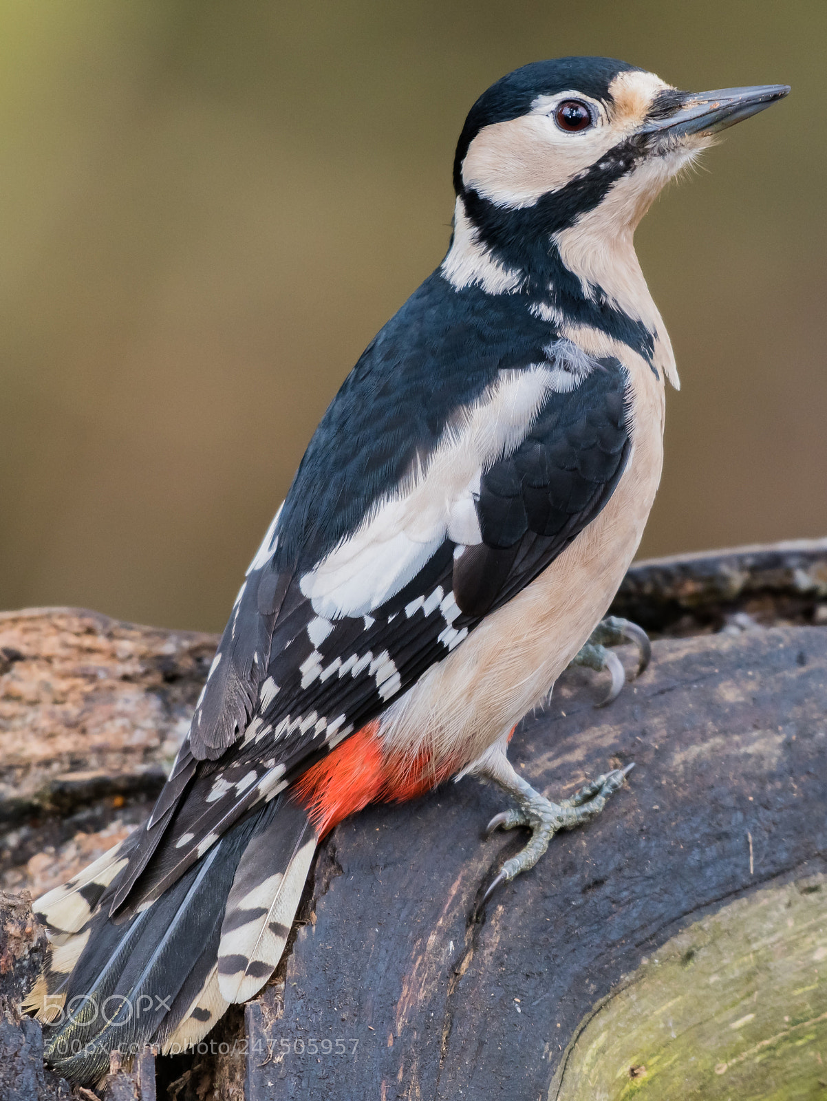 Nikon D500 sample photo. Great spotted woodpecker photography