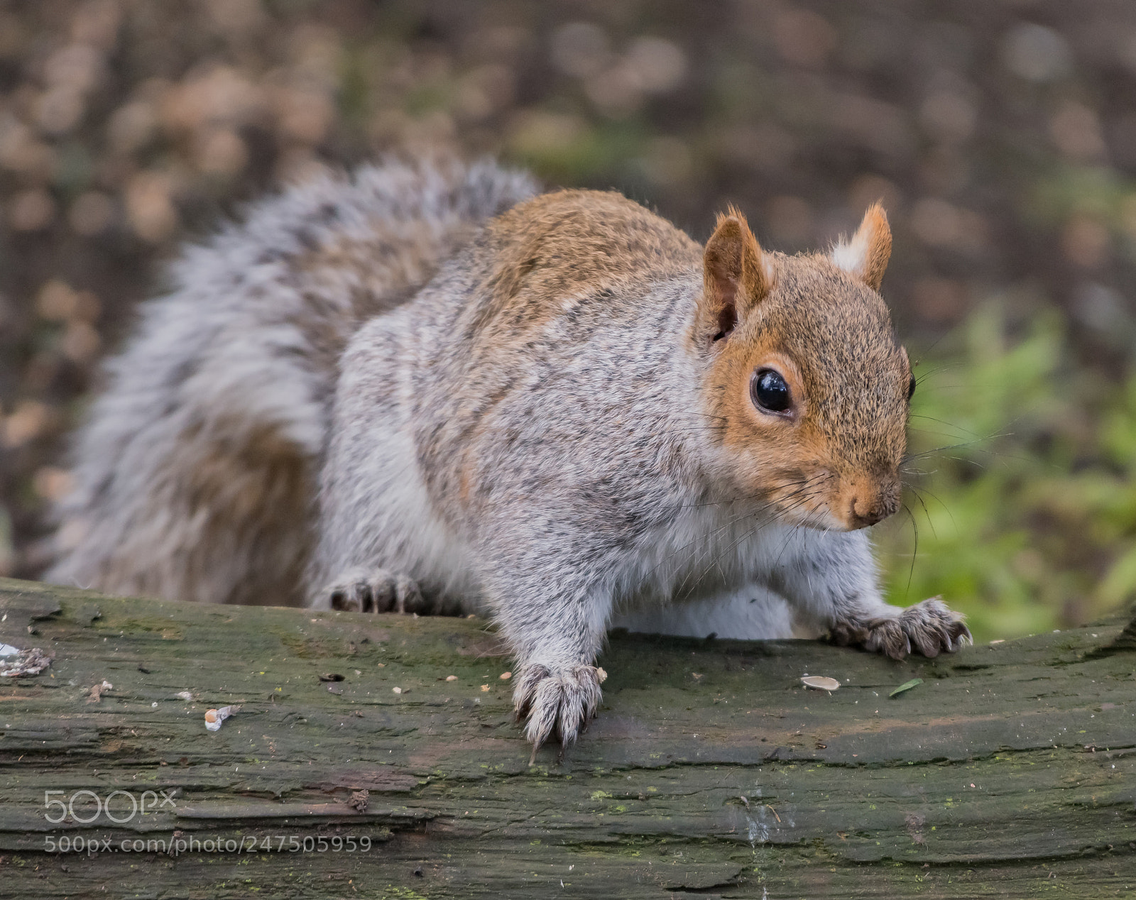 Nikon D500 sample photo. Watching squirrel photography