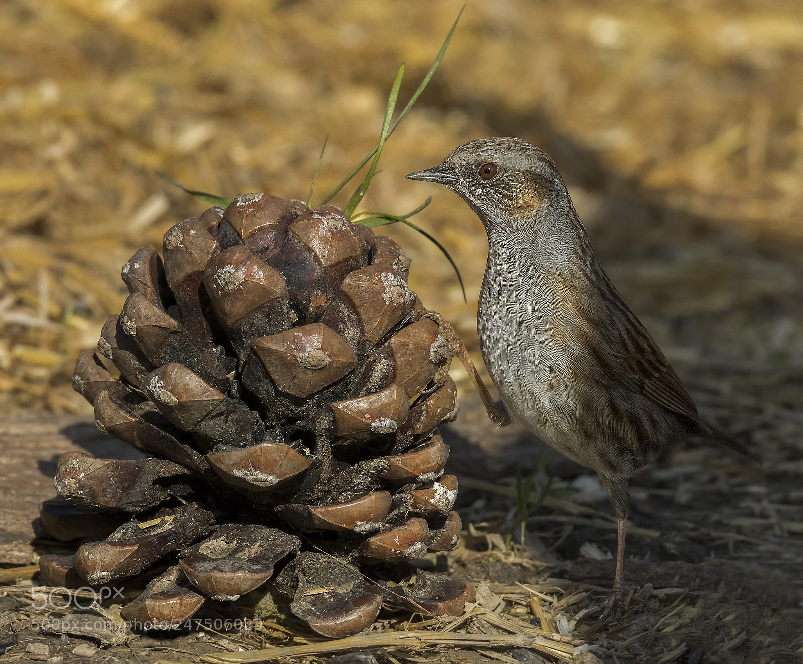 Canon EOS 7D Mark II sample photo. ..climber dunnock.. photography