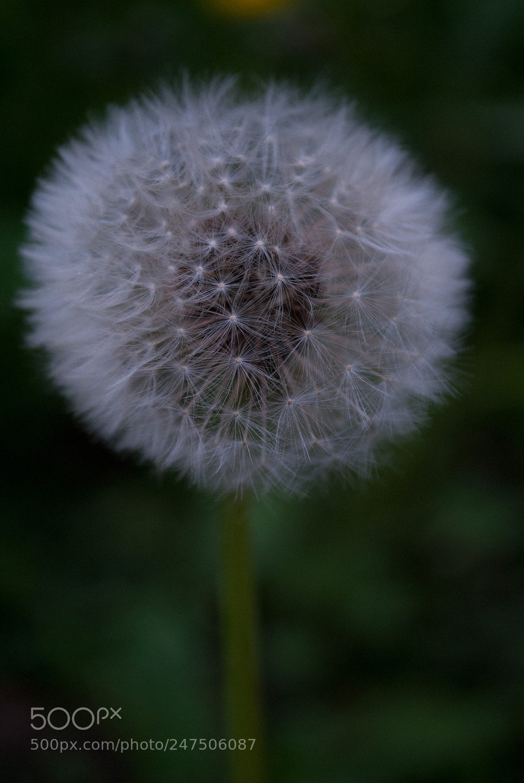 Nikon D3000 sample photo. Одуван photography