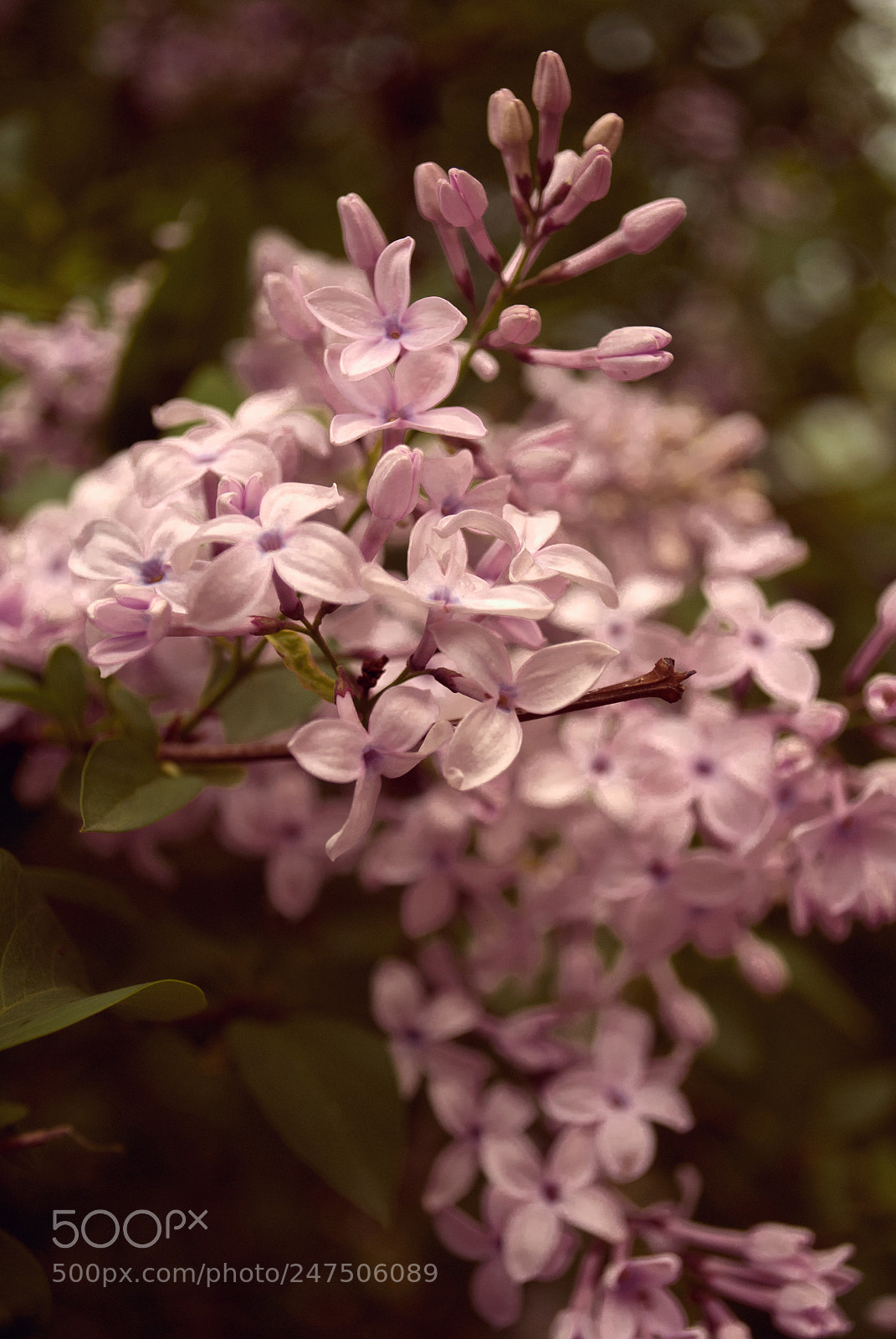 Nikon D3000 sample photo. Запах сирени душистой photography