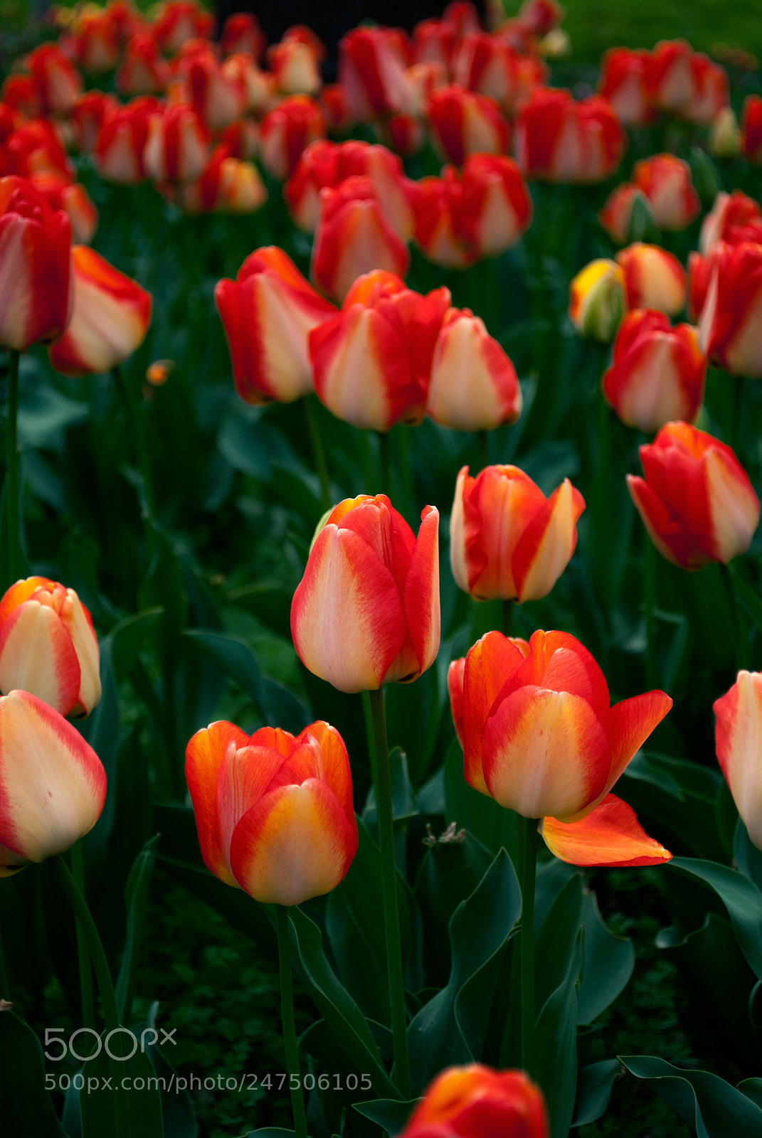 Nikon D3000 sample photo. Тюльпаны в саду photography