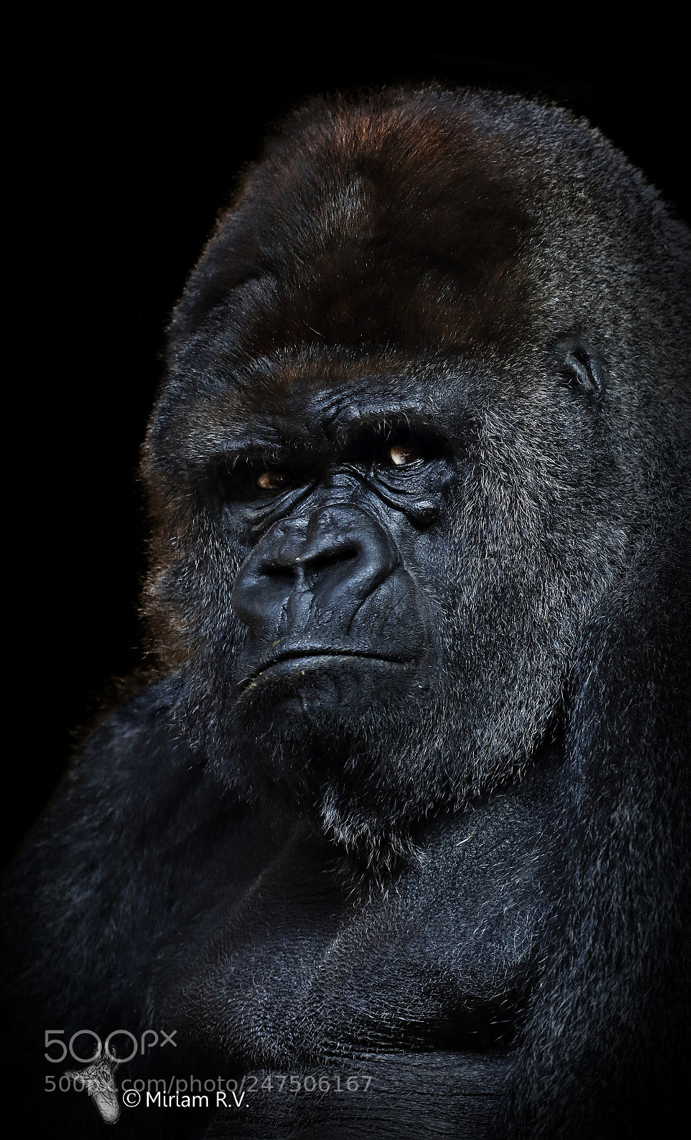 Canon EOS 7D Mark II sample photo. Nicky photography
